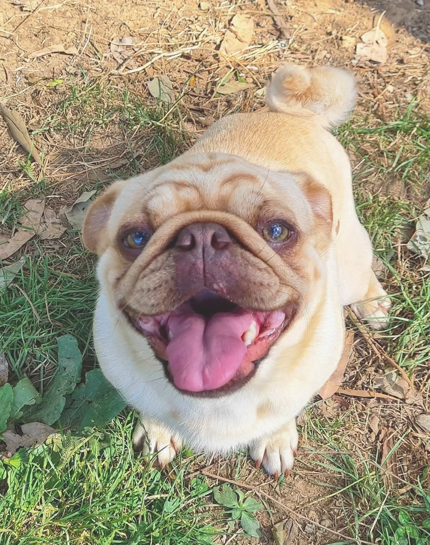 Chocolate fawn Pug stud dog, Chino, from Le Epitome Kennels in Waikato, New Zealand, lying on grass and looking up at the camera with his tongue out.