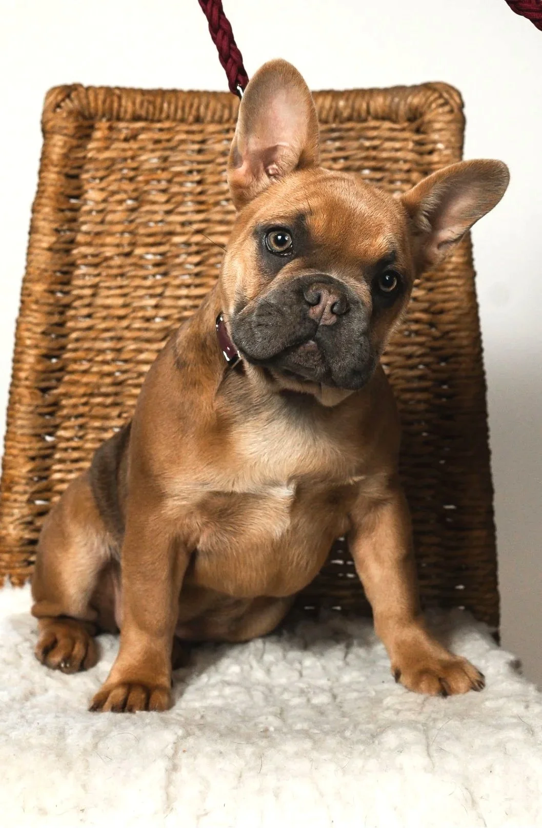 Sunny, a red blue fawn coloured French Bulldog breeding female from Le Epitome Kennels in Waikato, New Zealand, sitting on a fluffy white surface with a woven wicker background.