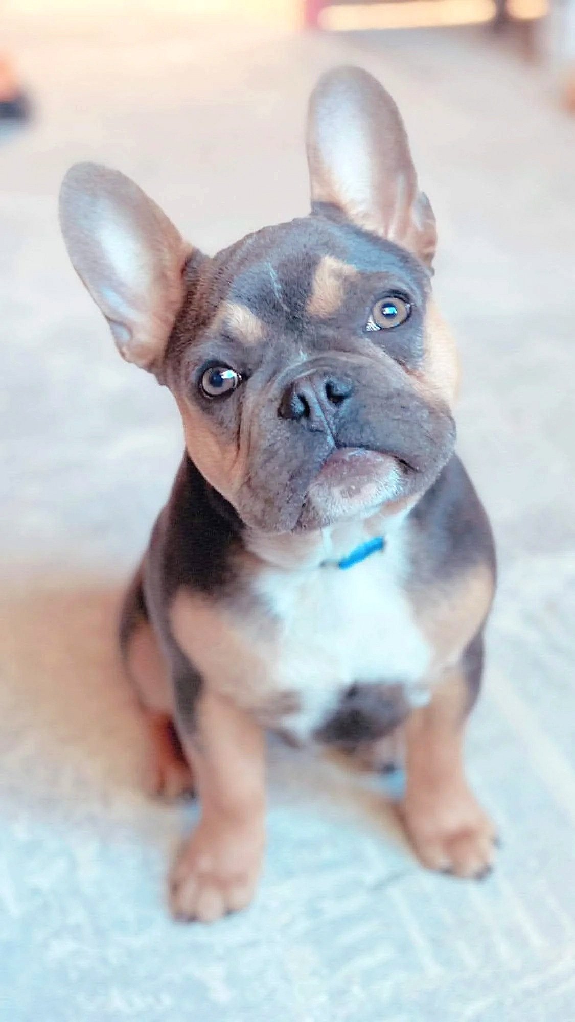 Blue and tan coloured French Bulldog puppy with big upright ears, looking up at the camera. This adorable puppy was bred by Le Epitome Kennels in Waikato, New Zealand.