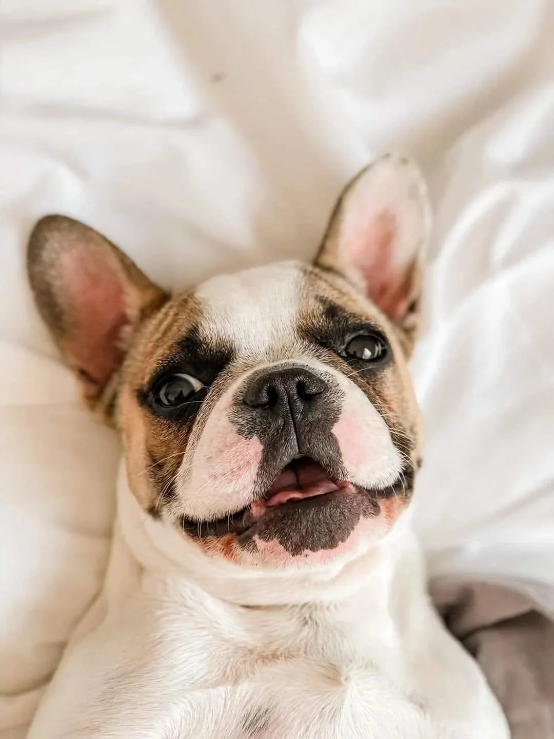 Close up of Panda, a smiling coloured French Bulldog bred by Le Epitome Kennels in Waikato, New Zealand, lying on a white bed. This cheeky little dog is now living her best life in Cambridge, New Zealand.
