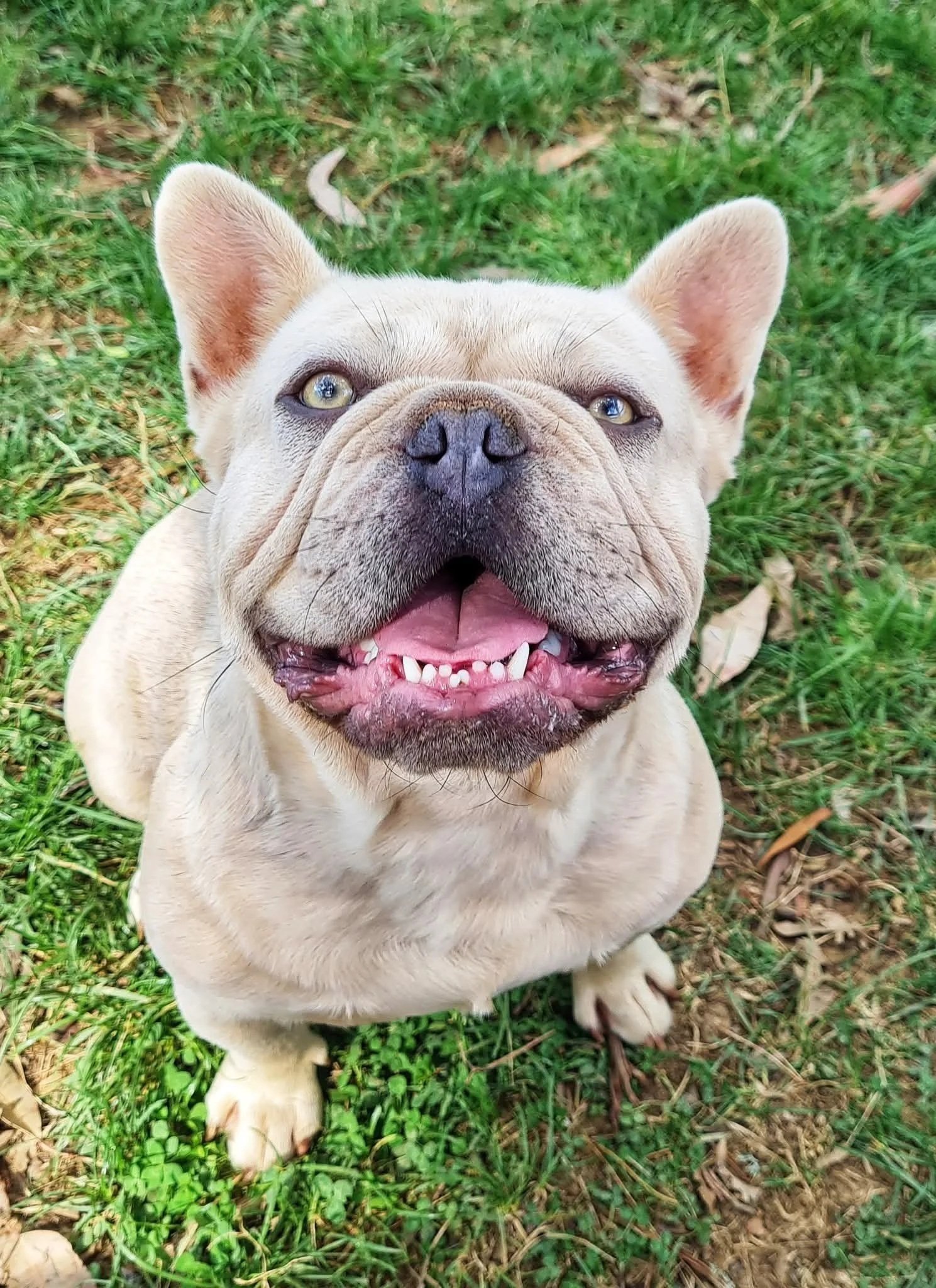 Close-up of Moby, a lilac fawn French Bulldog stud from Le Epitome Kennels, looking at the camera.