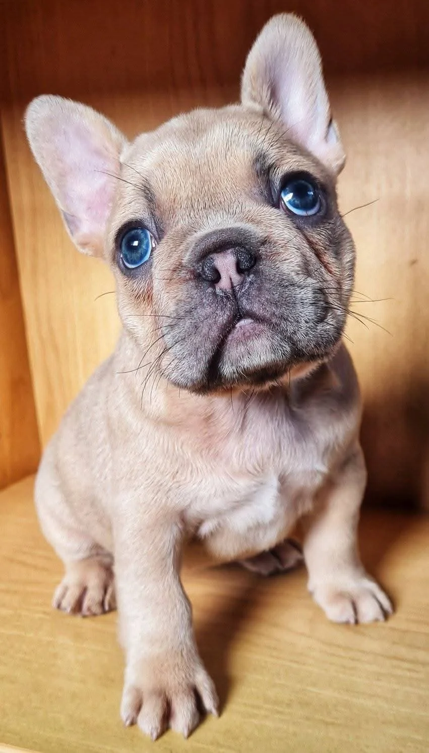 A close-up of a lilac fawn coloured French Bulldog puppy with blue eyes bred by Le Epitome Kennels in Waikato NZ, sitting on a wooden shelf.