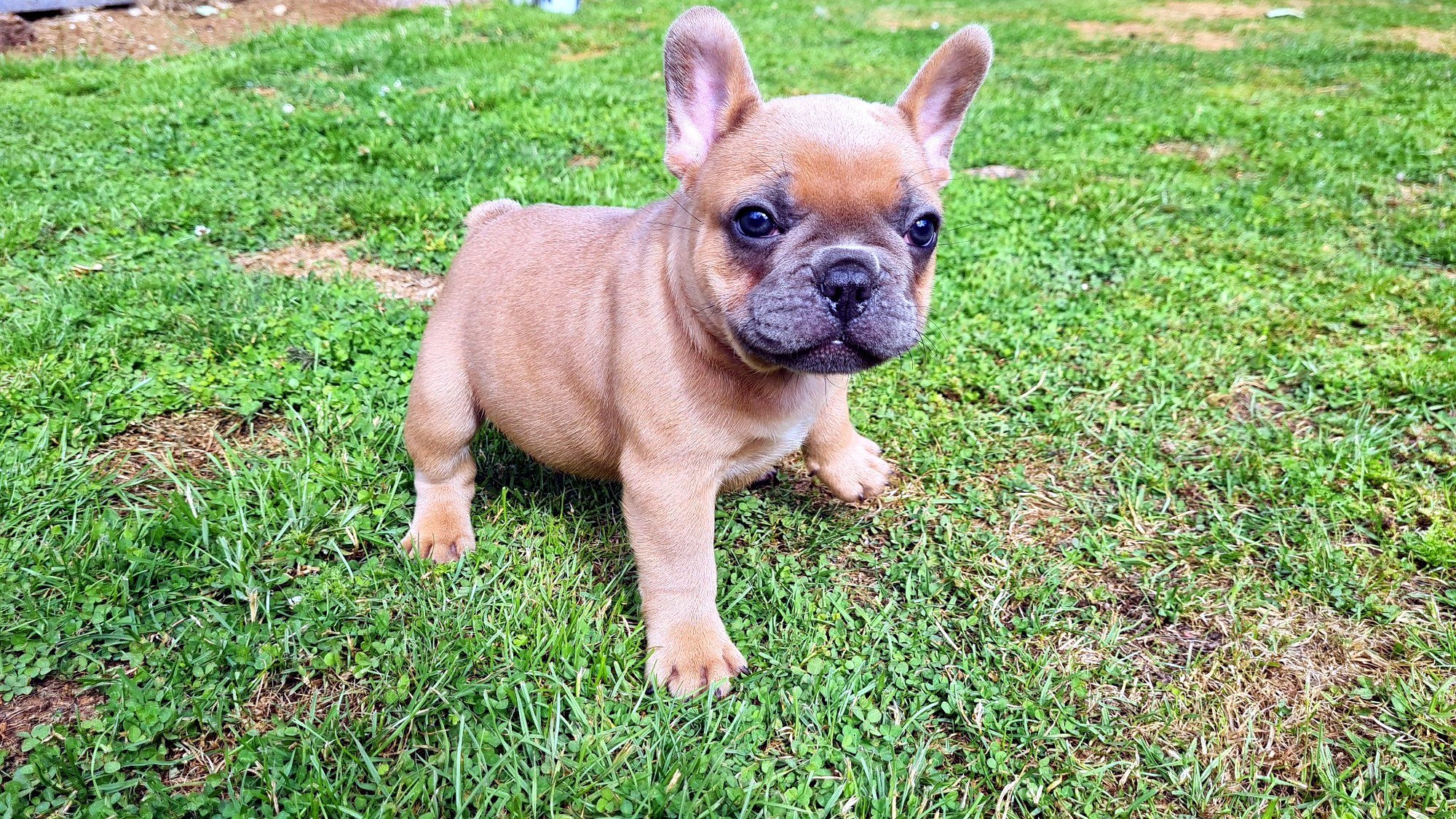 lek_waikato_mickey_red_blue_fawn_french_bulldog_puppy_grass.jpg