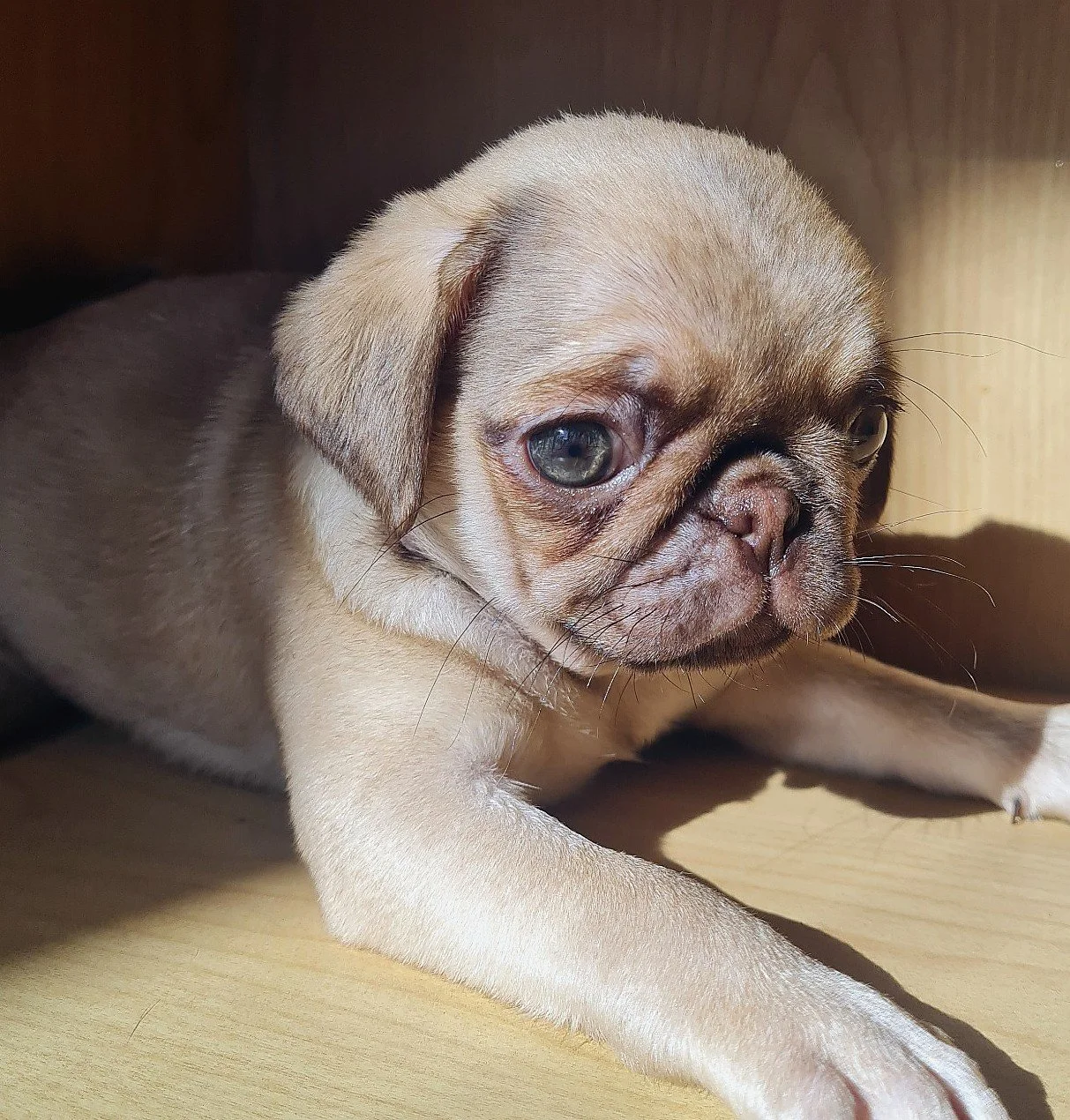 lek_chocolate_fawn_pug_puppy_wooden_shelf_waikato_nz.jpg