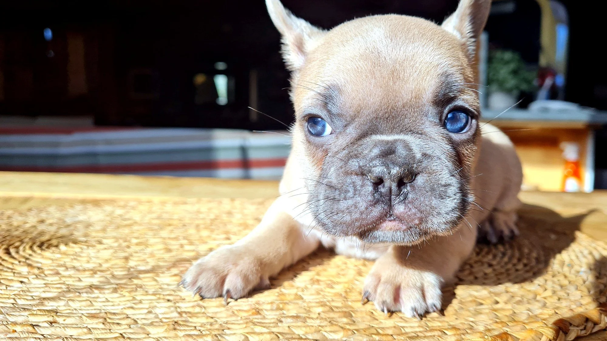 lek_waikato_mickey_red_blue_fawn_french_bulldog_puppy_table.jpg