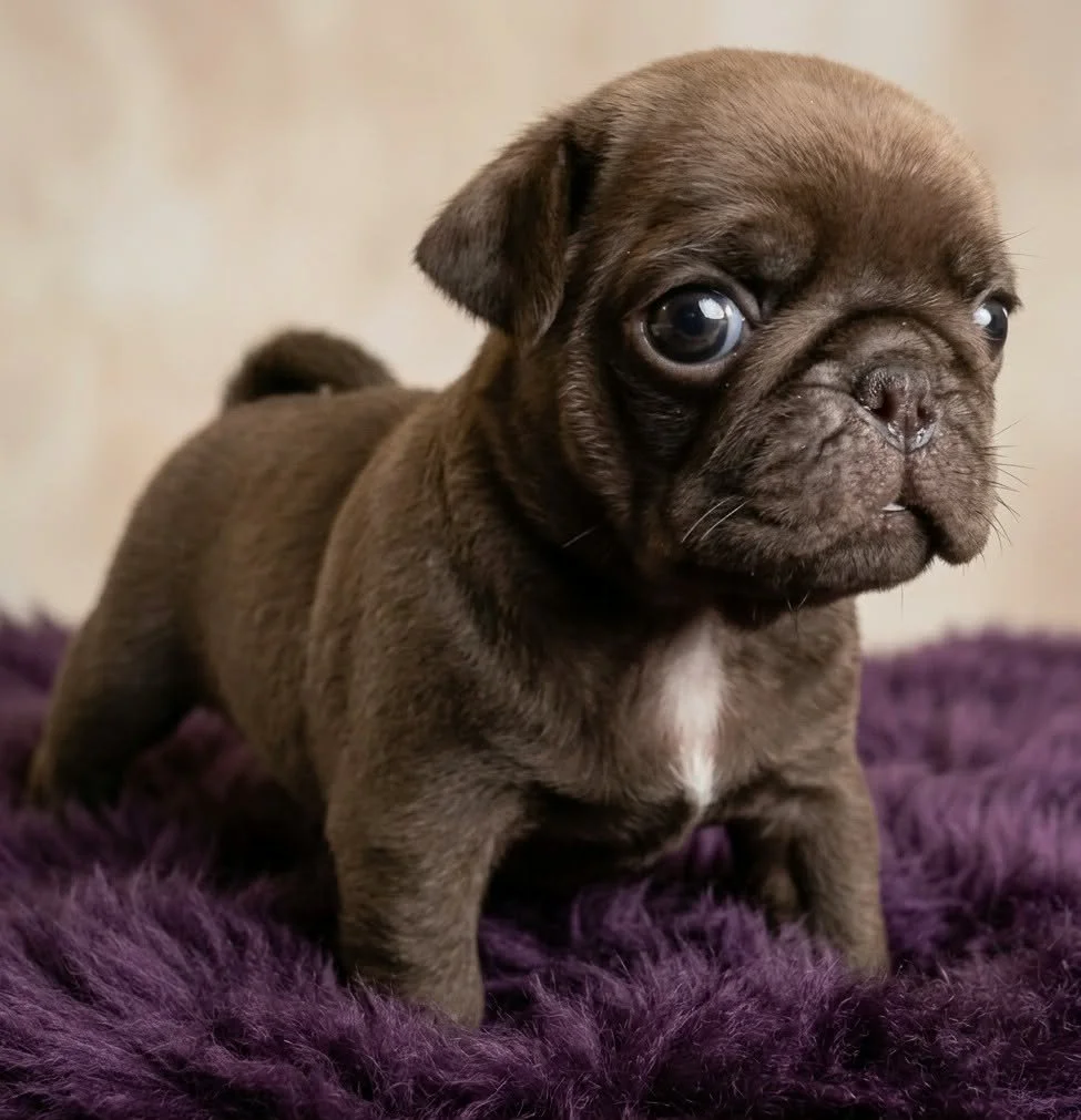 Chocolate, blue and lilac Pug puppies bred by Le Epitome Kennels in Waikato, New Zealand