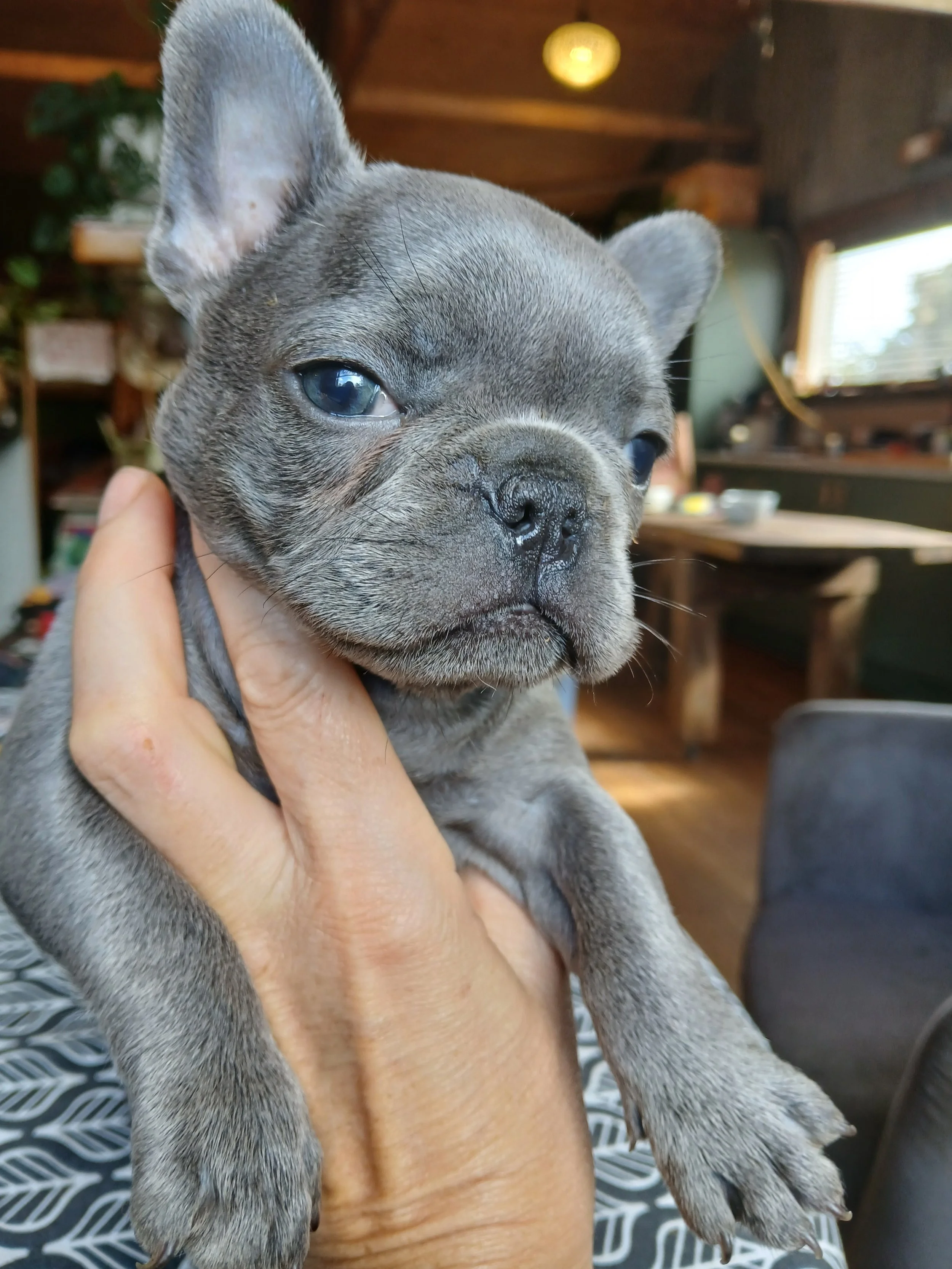 Blue brindle coloured French Bulldog puppy carrying dilute intensity, bred by Le Epitome Kennels in Waikato, New Zealand, and shown being held in a woman’s hand. The dilute intensity influence gives his coat a soft, lighter-toned blue expression. Thi