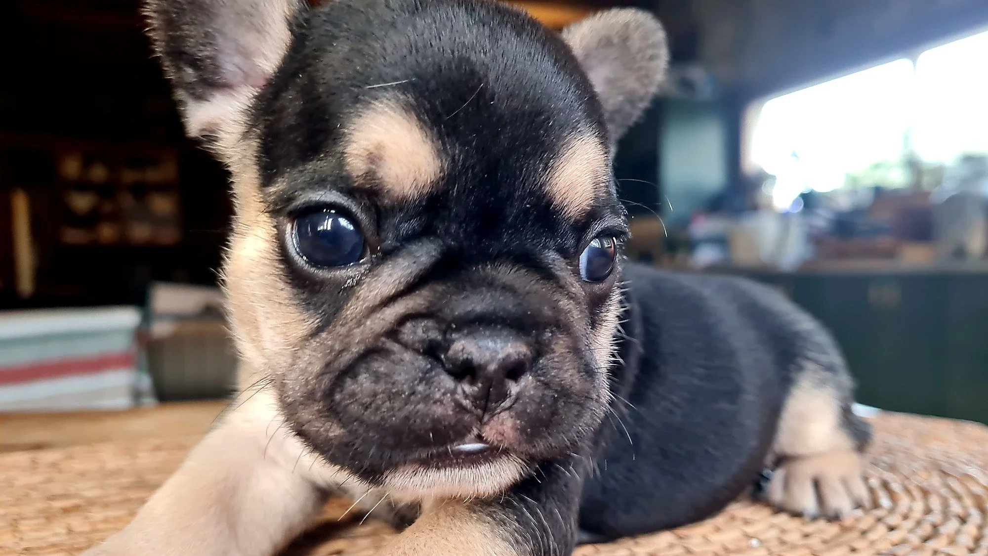 lek_waikato_jasmine_black_and_tan_french_bulldog_puppy_closeup.jpg