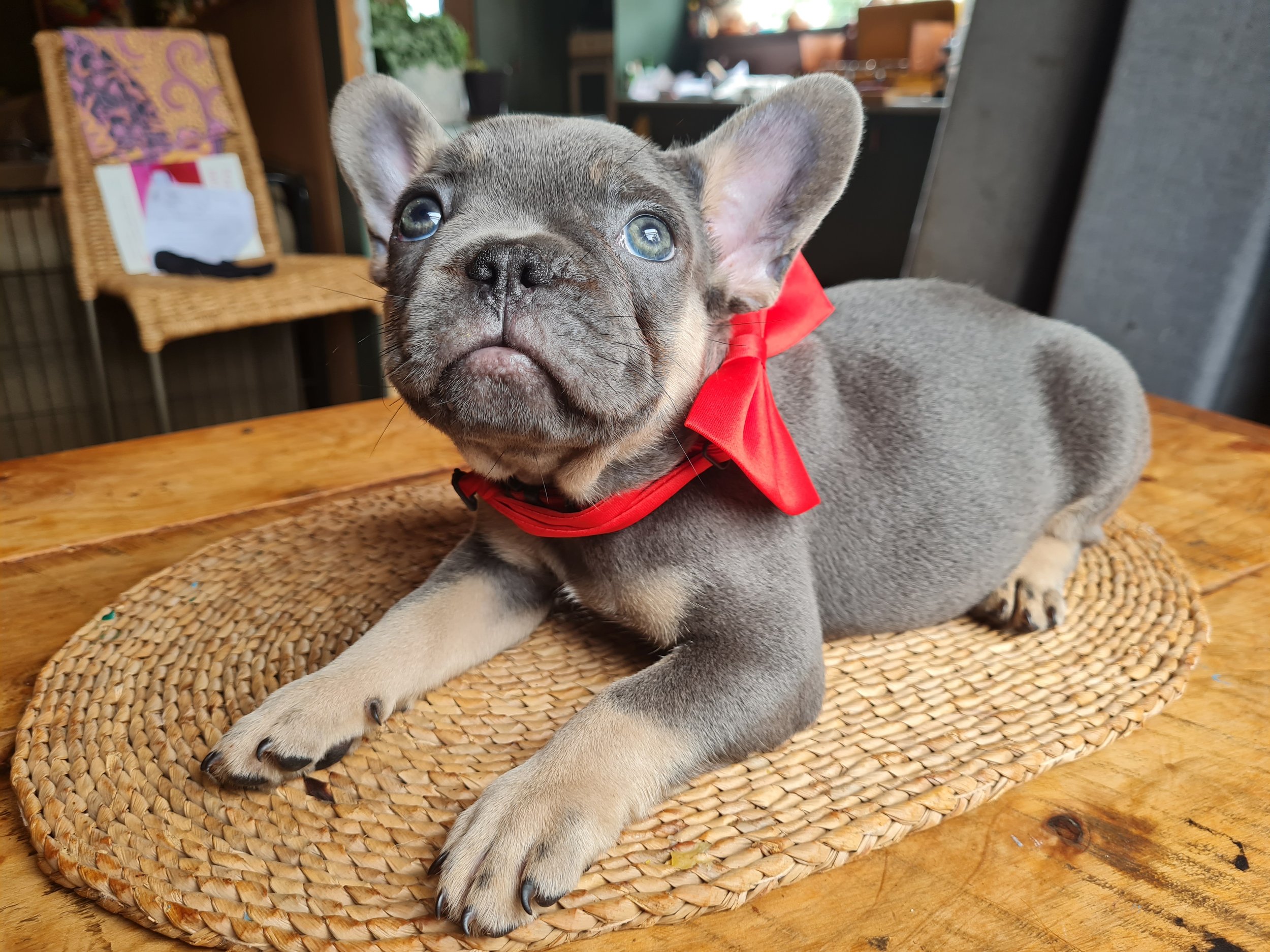 Blue & Tan French Bulldog on a table wearing a red bow