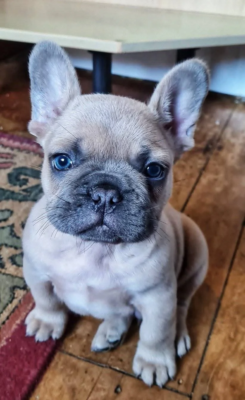 A cute French Bulldog puppy sitting on a rug with a wooden floor background.
