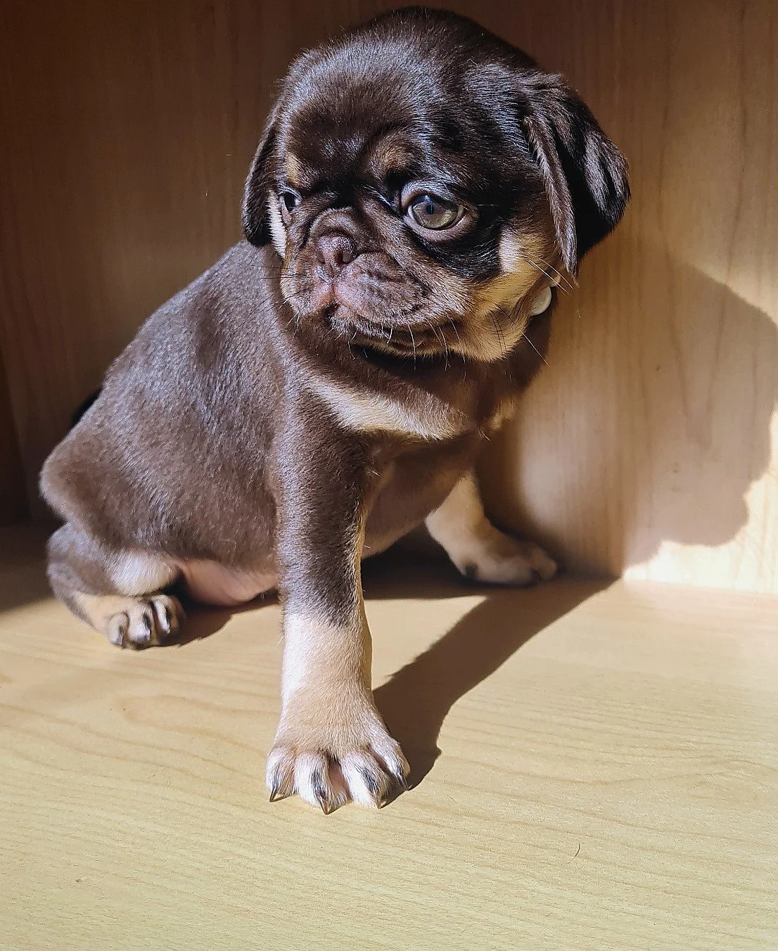 lek_chocolate_and_tan_pug_puppy_wooden_shelf_waikato_nz.jpg