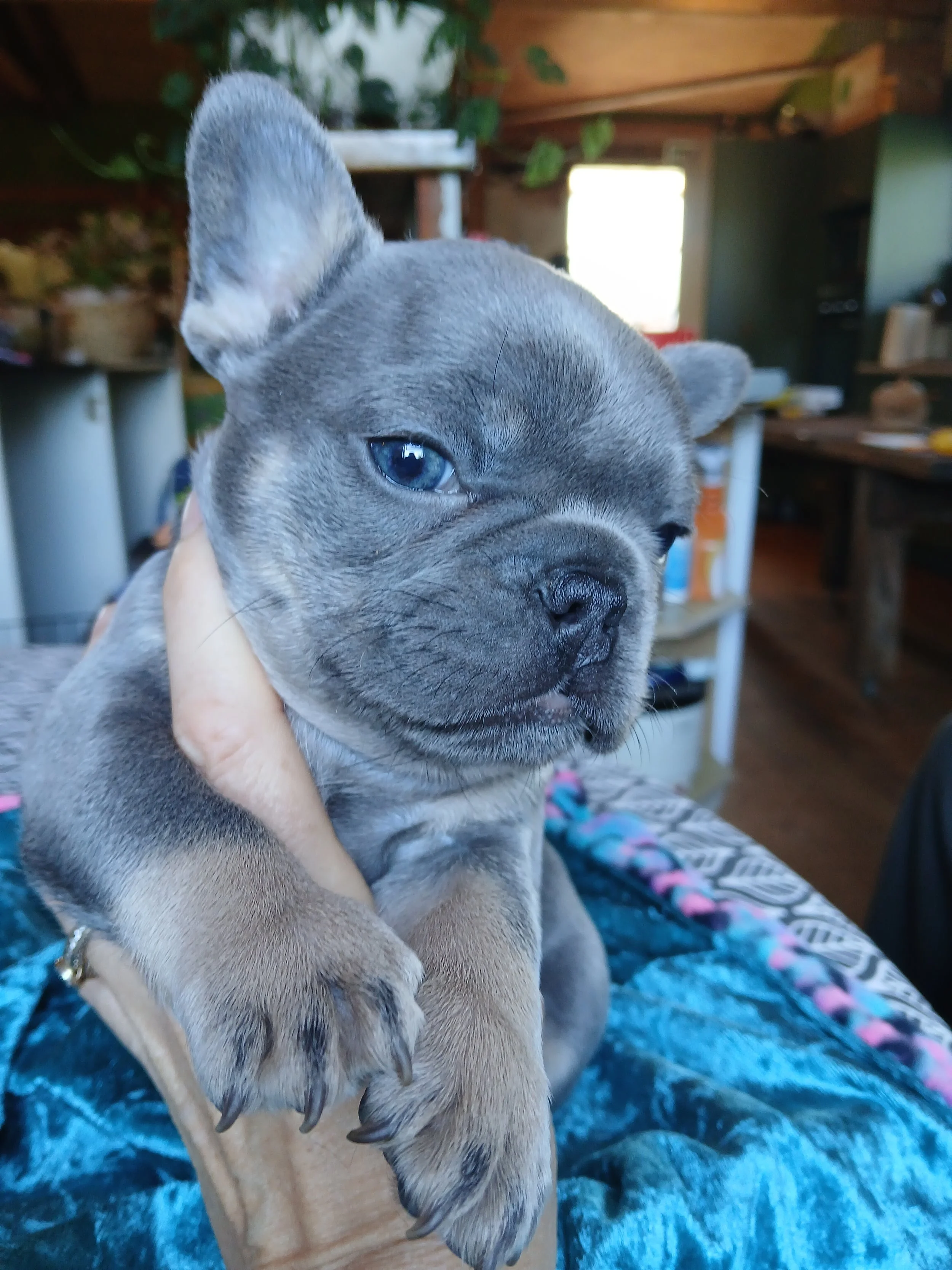Freddie is a male blue and tan coloured French Bulldog puppy carrying dilute intensity, bred by Le Epitome Kennels in Waikato, New Zealand, and shown being held in a woman’s hand. His lighter-toned blue  coat shows the soft colour expression associat