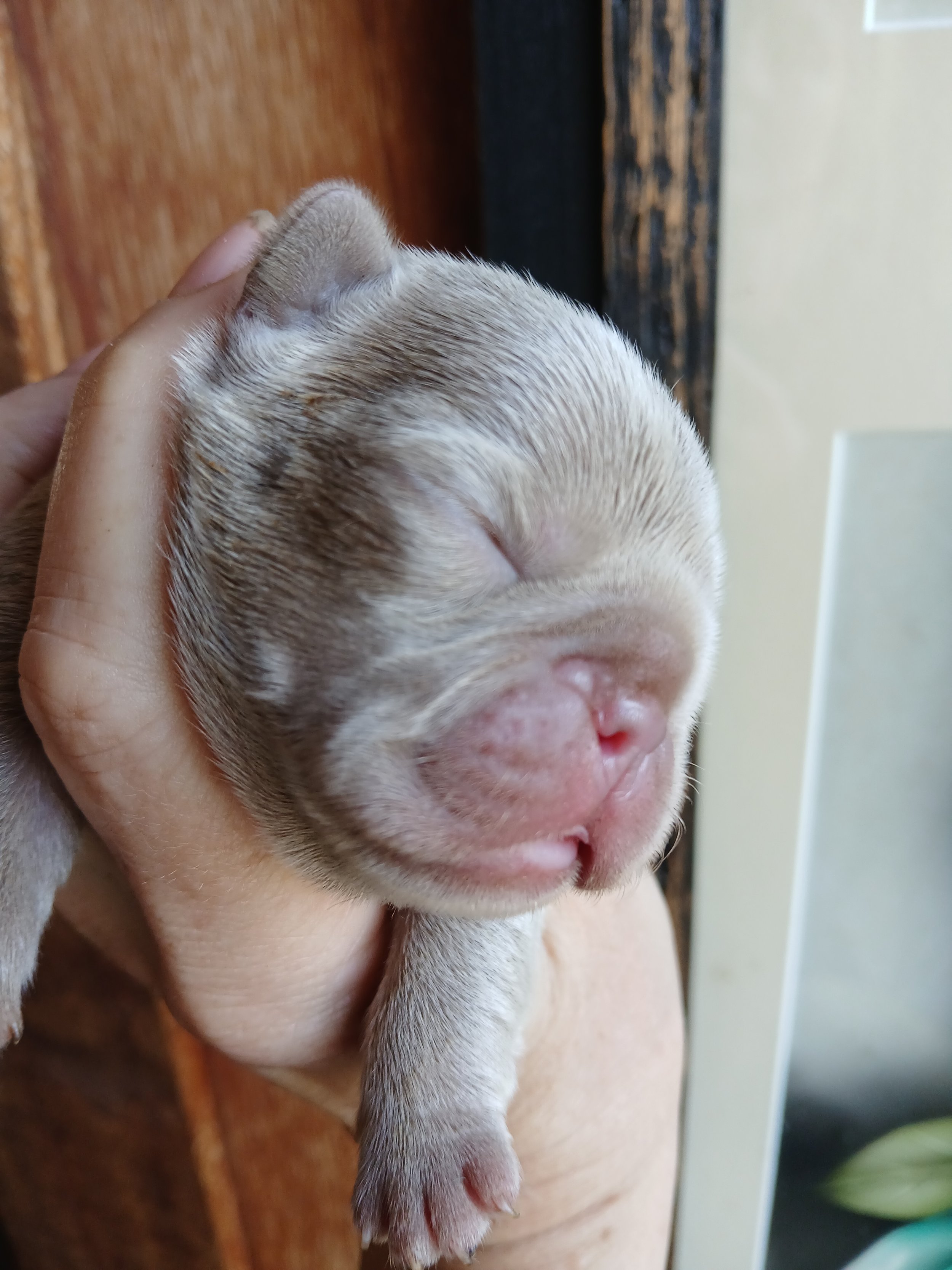 Isabella coloured French Bulldog puppy bred by Le Epitome Kennels in Waikato, New Zealand, shown being held in a woman’s hand. Her soft pale coat has a moonlight glow, highlighting the delicate colouring associated with isabella.
