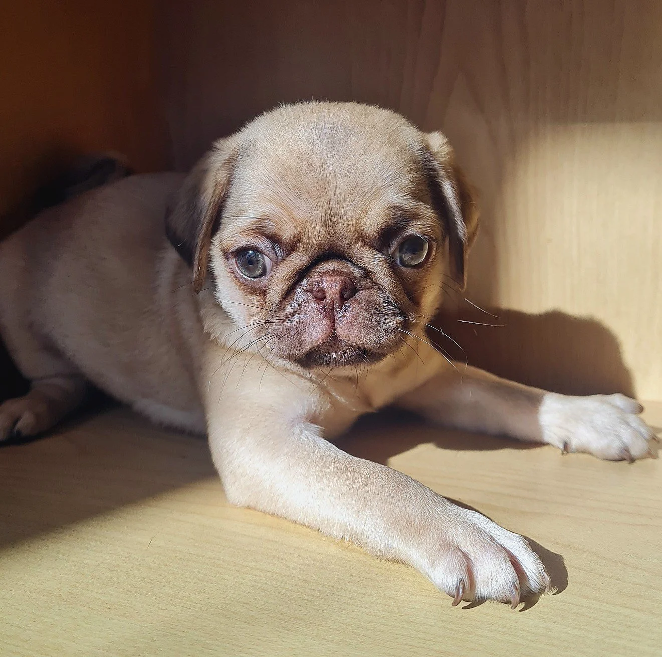 lek_chocolate_fawn_pug_puppy_front_wooden_shelf_waikato_nz.jpg