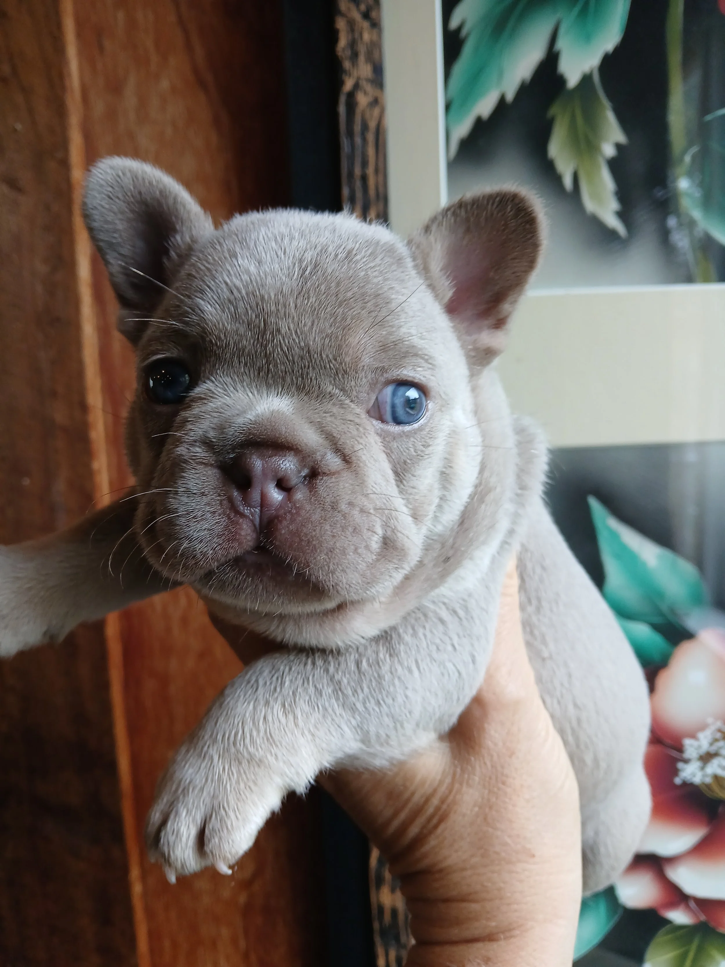 Isabella and tan French Bulldog puppy with tan point markings, bred by Le Epitome Kennels in Waikato New Zealand