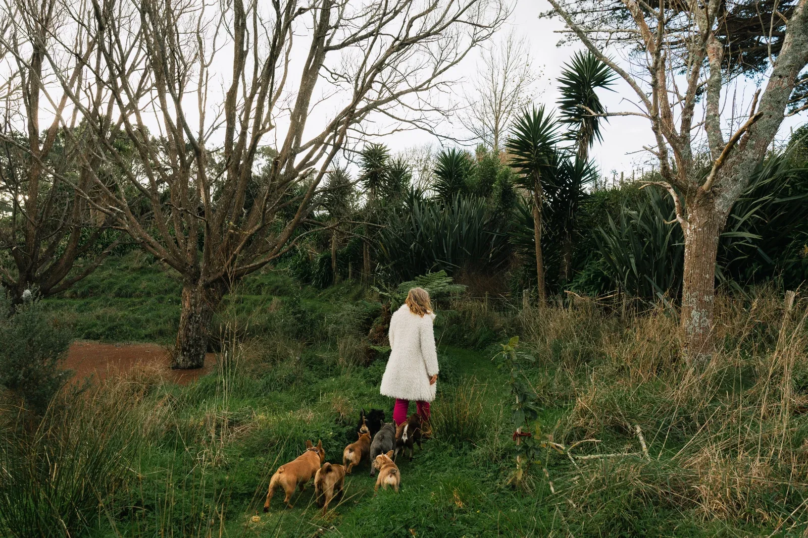 Woman walking a group of French Bulldogs through the rural Waikato property.