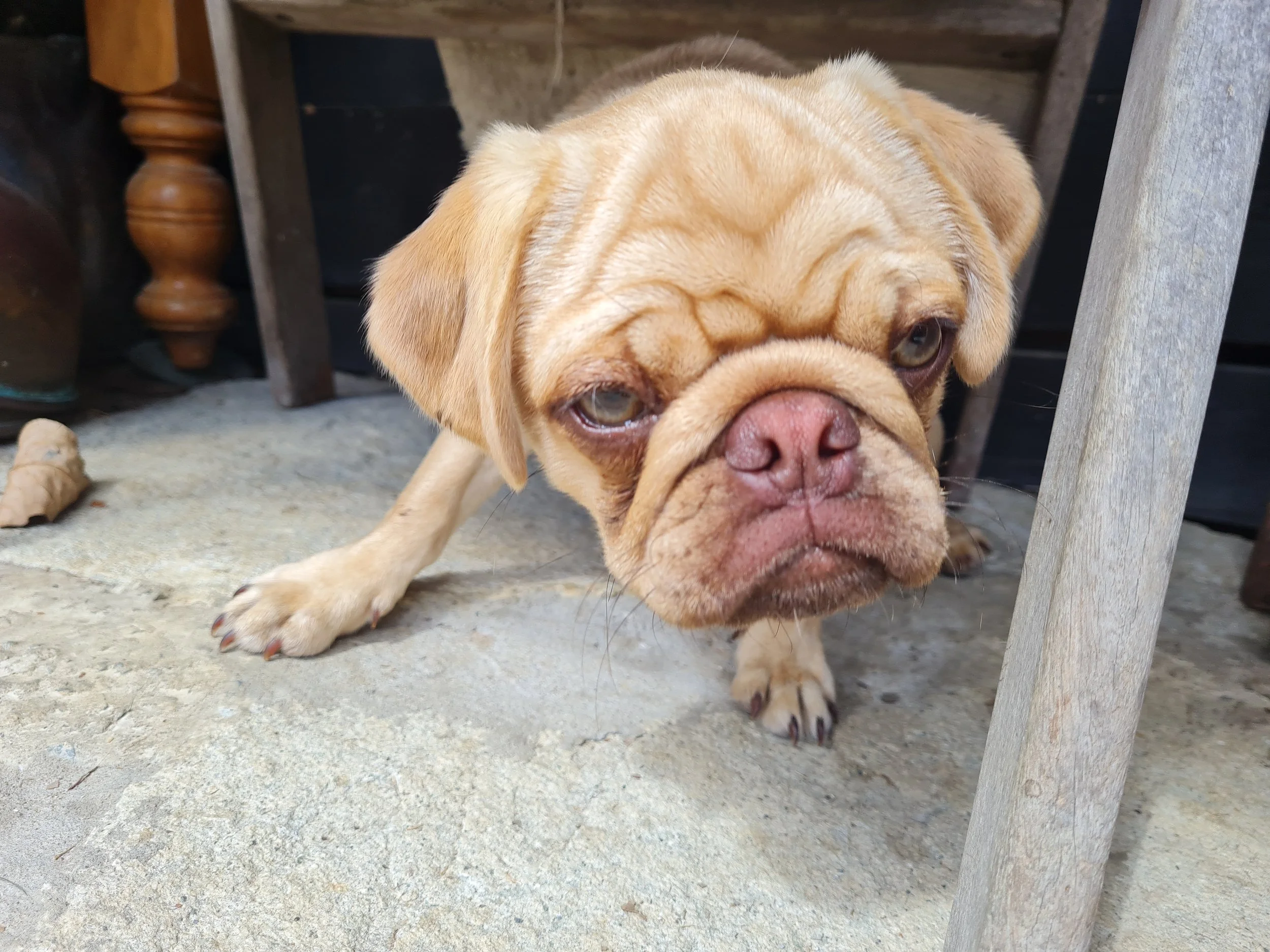 Close up of chino choc fawn pug.jpg