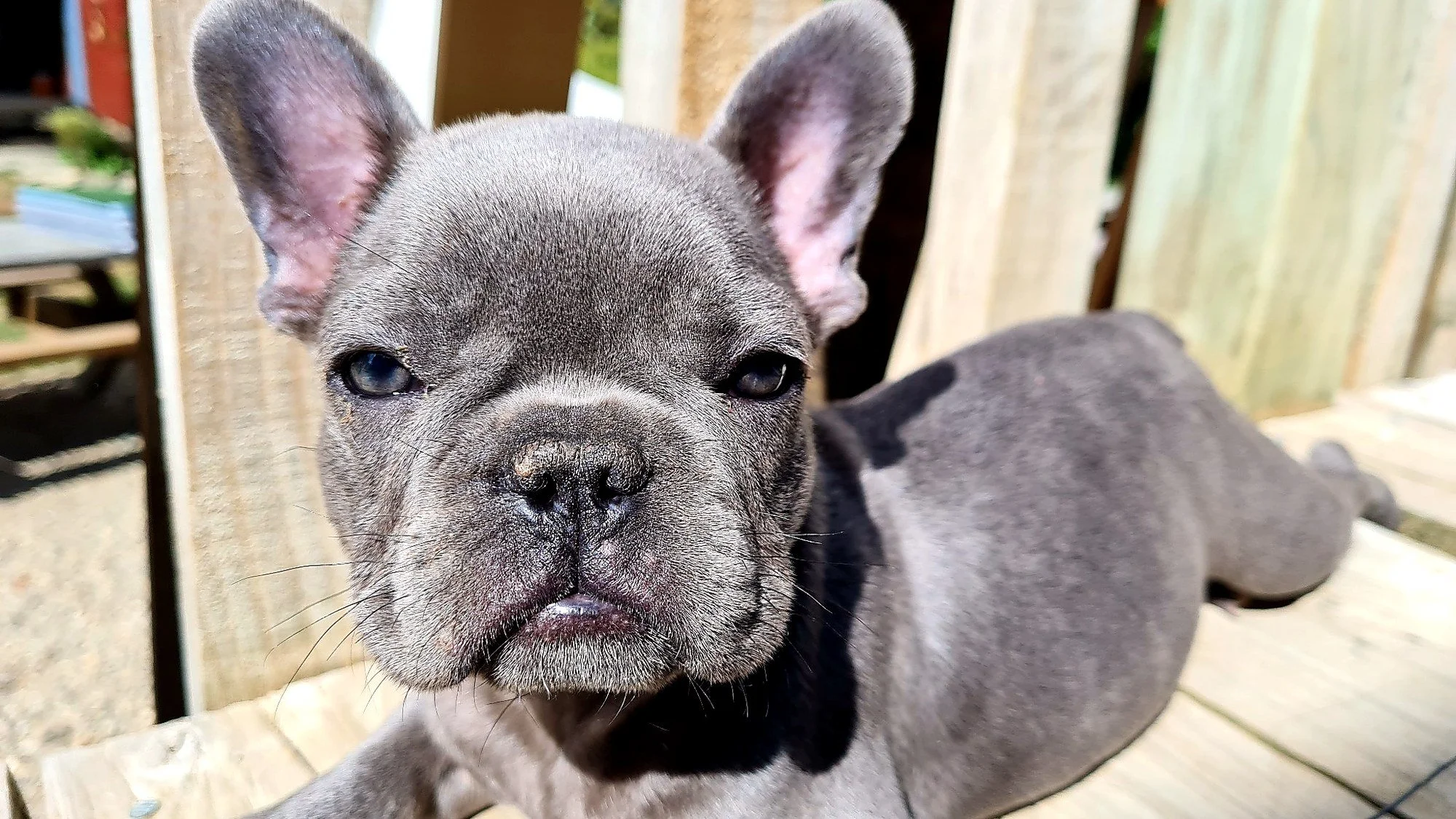 lek_waikato_pluto_blue_french_bulldog_puppy_closeup_deck.jpg