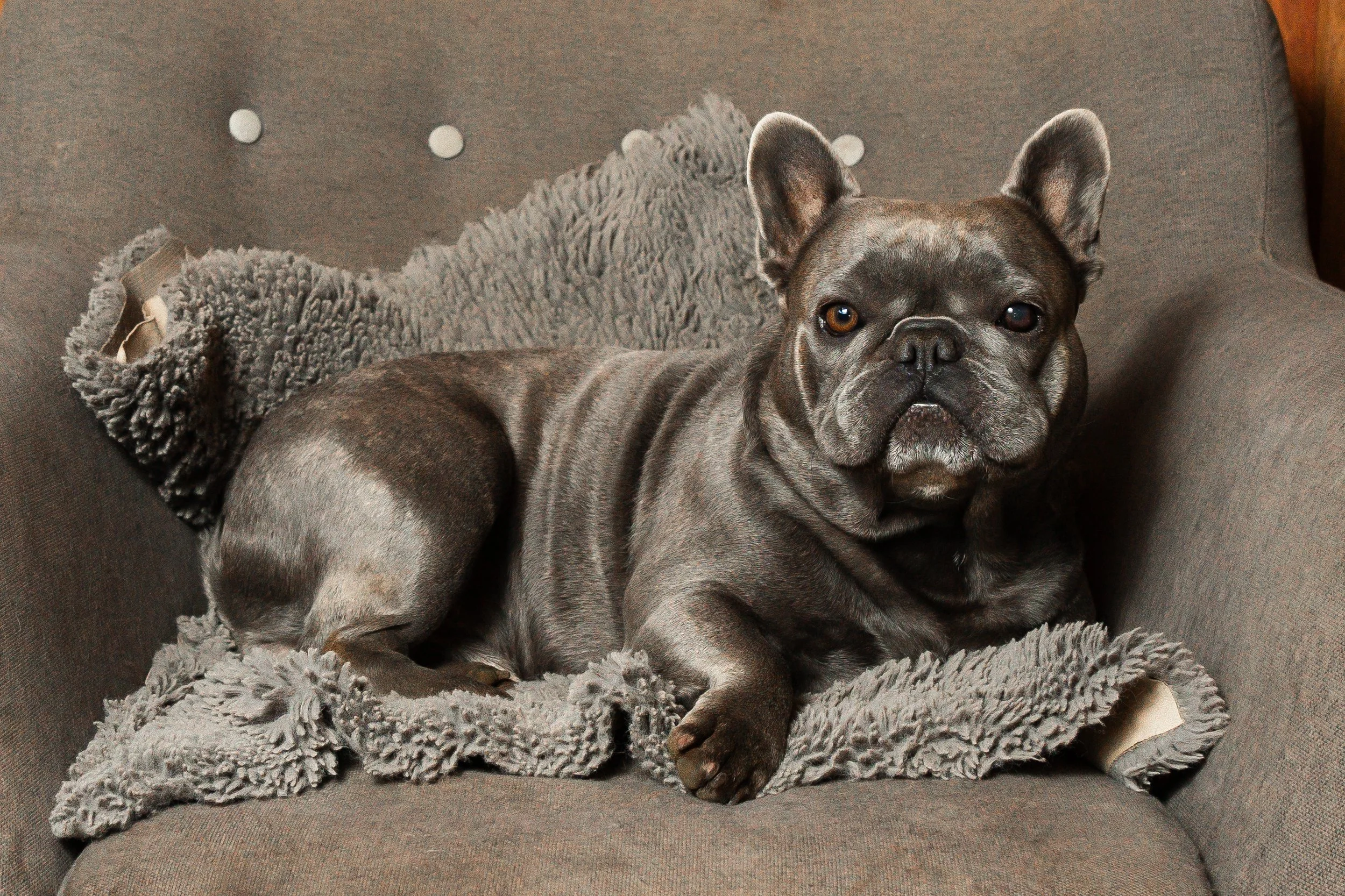 Blue Brindle French Bulldog stud Pluto Bred by Le Epitome Kennels in Waikato New Zealand