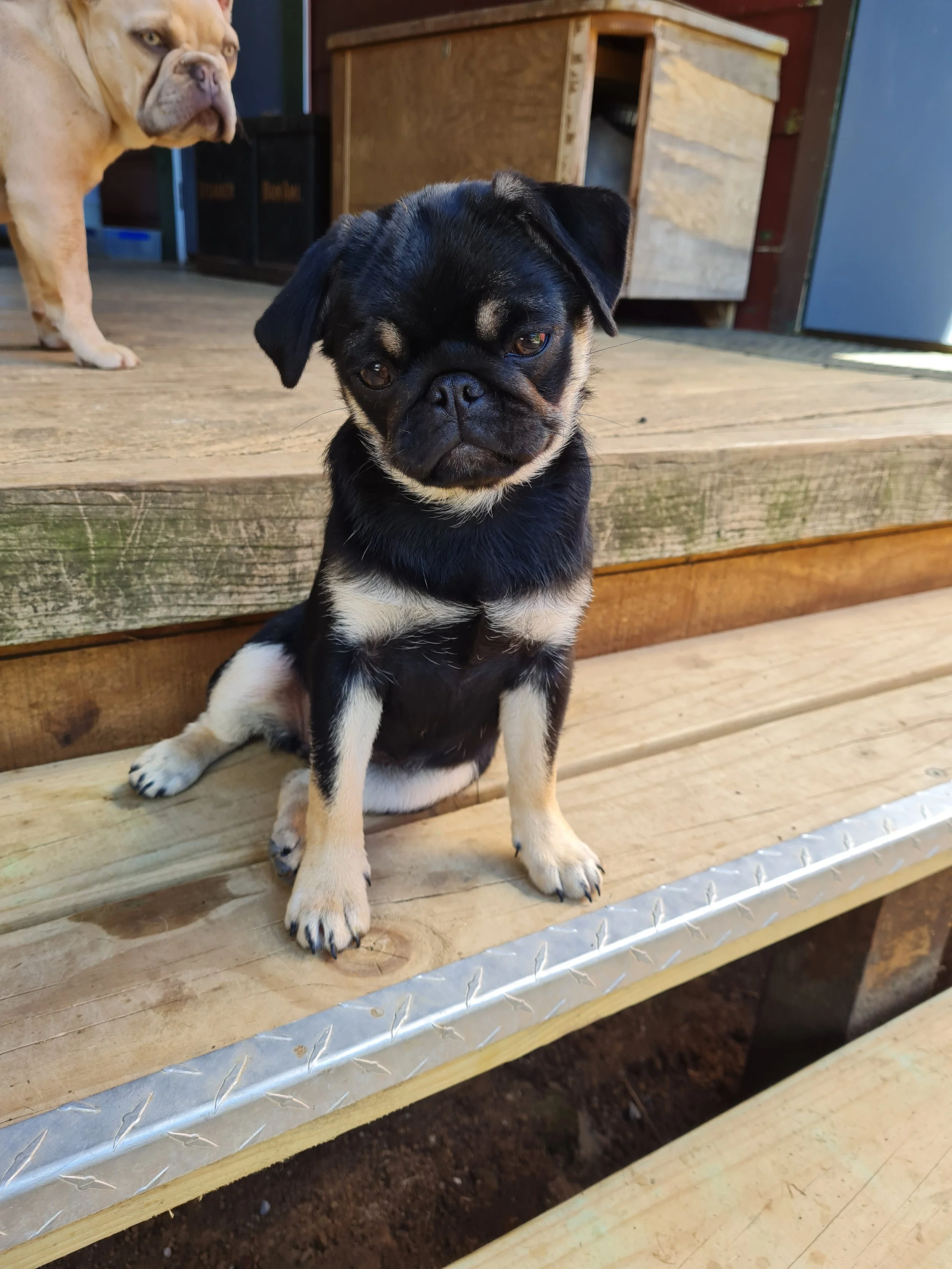 A Black and Tan Coloured Pug Bred By Le Epitome Kennels in Waikato. For Sale Now SOLD
