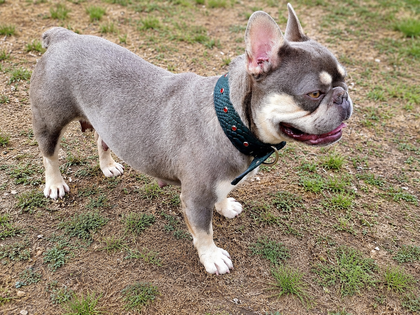 Lola Lilac and Tan former Dam French Bulldog standing on grass