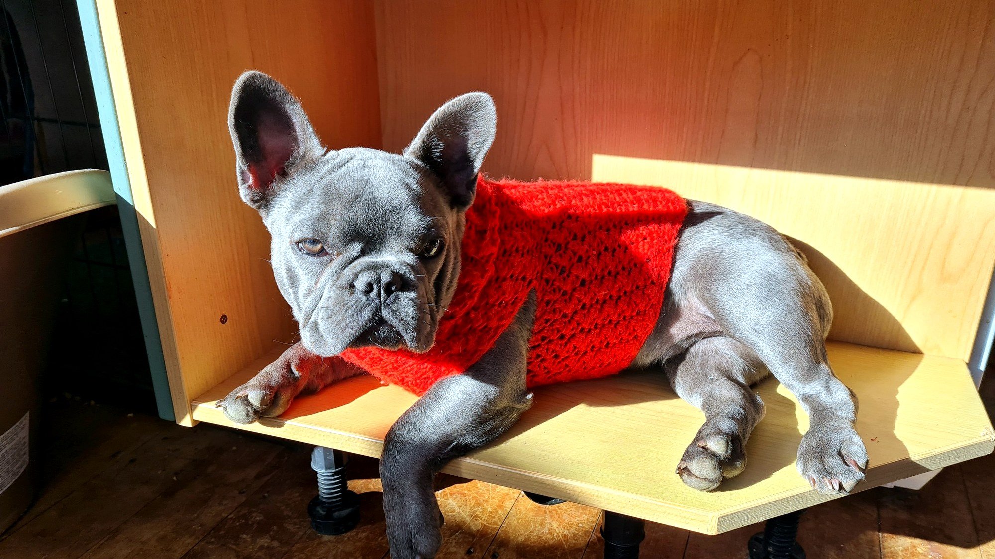 lek_waikato_pluto_blue_french_bulldog_stud_red_jumper.jpg