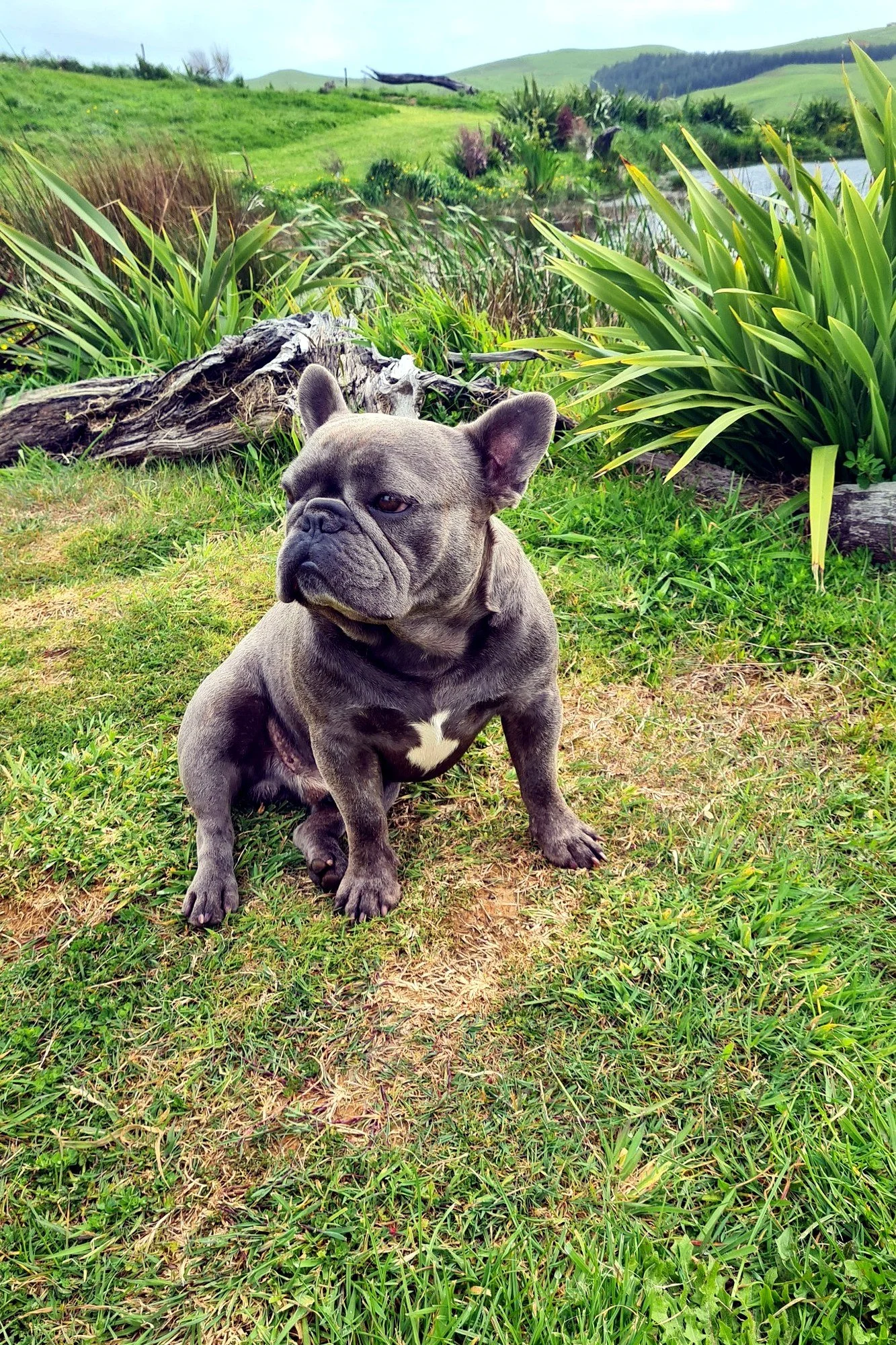 lek_waikato_pluto_blue_french_bulldog_stud_garden.jpg