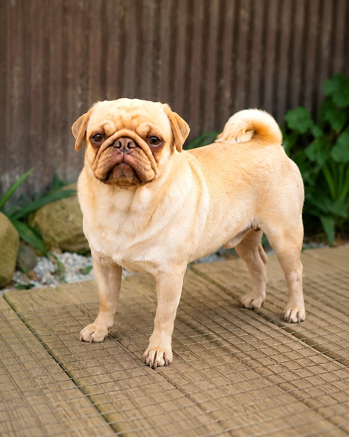 lek_chocolate_fawn_pug_stud_chino_waikato_nz.jpg