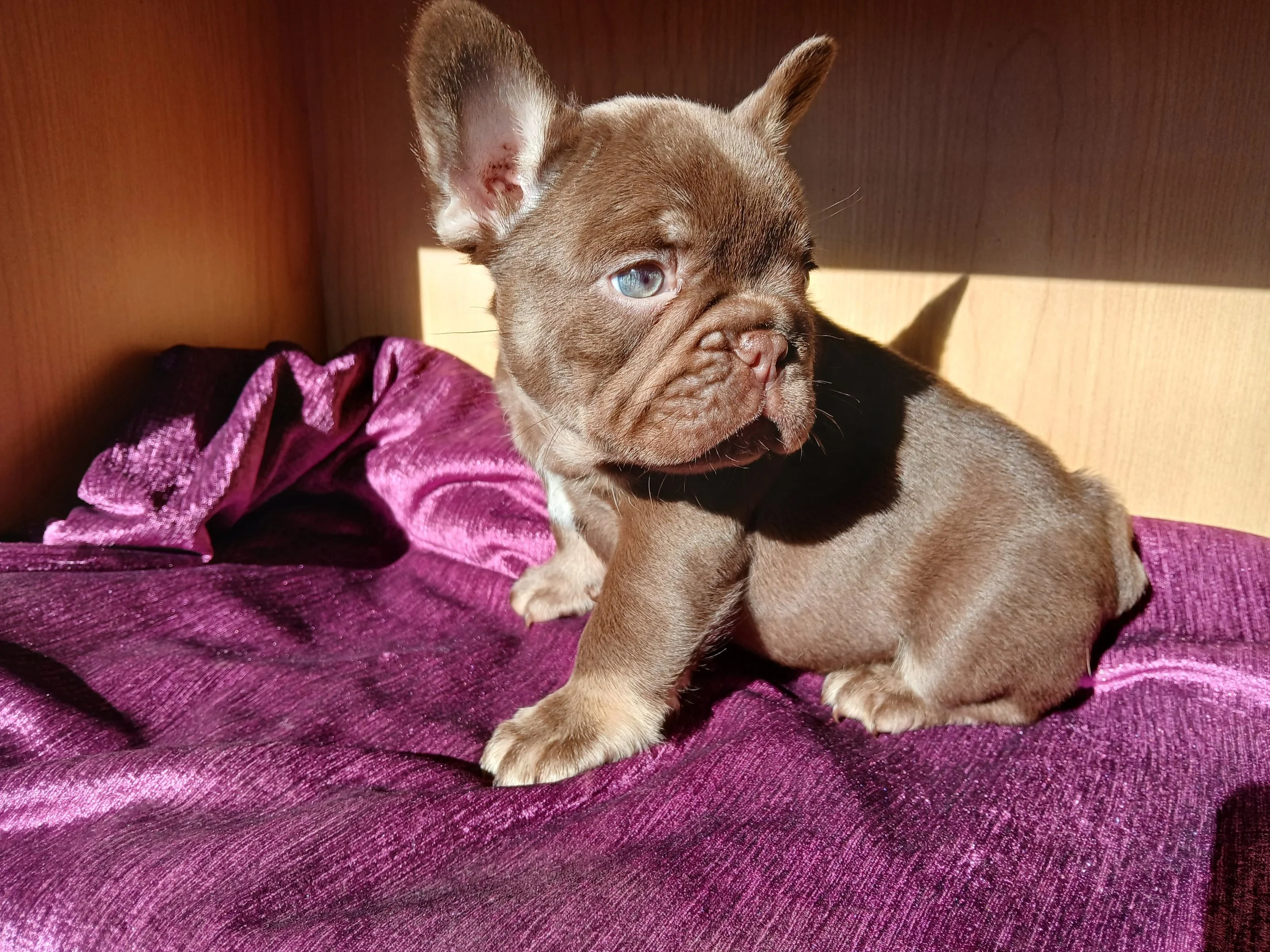 Rojo and tan coloured French Bulldog bred by Le Epitome Kennels in Waikato, New Zealand, shown sitting on a purple rug in the sun.
