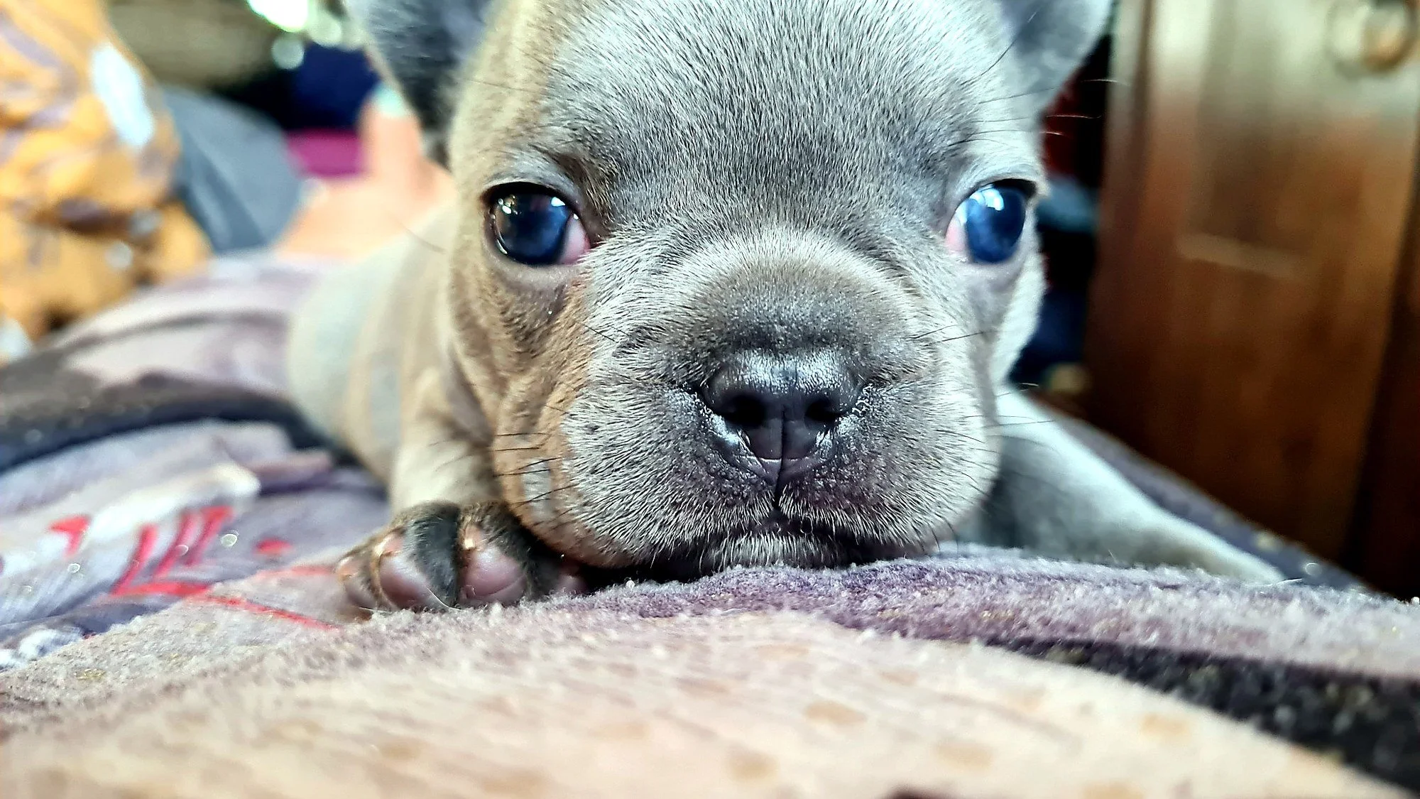 lek_waikato_blue_french_bulldog_puppy_closeup_home.jpg
