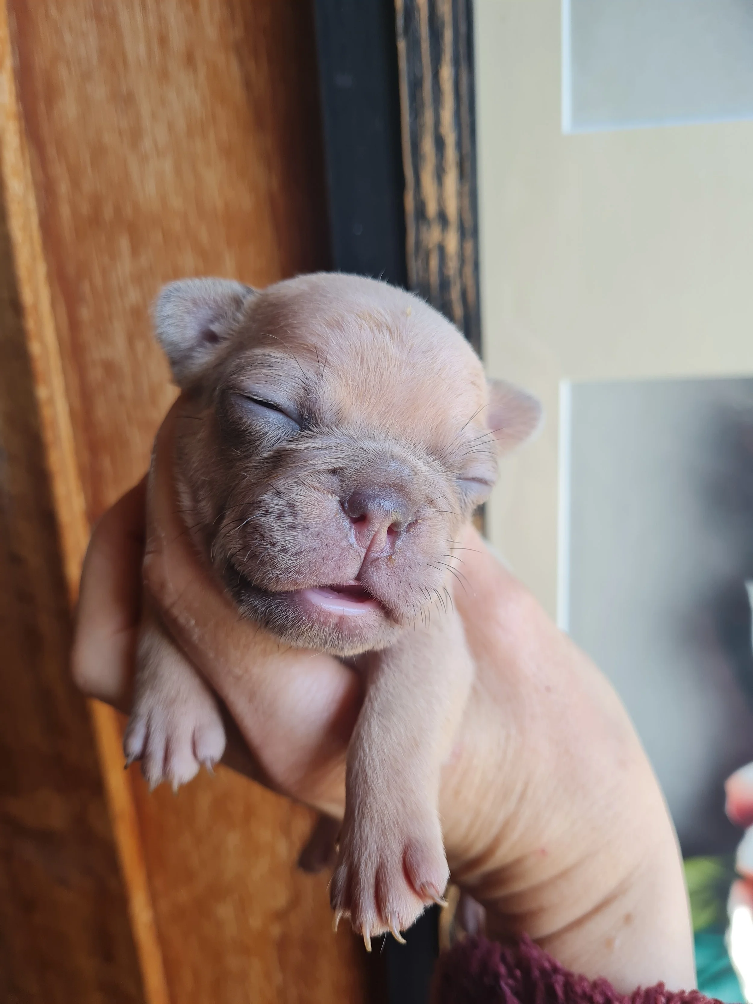 New Shade Isabella bred by Le Epitome Kennels in New Zealand