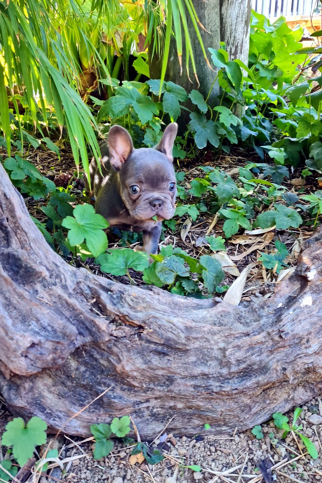 lek_waikato_blue_tan_french_bulldog_puppy_garden_log.jpg