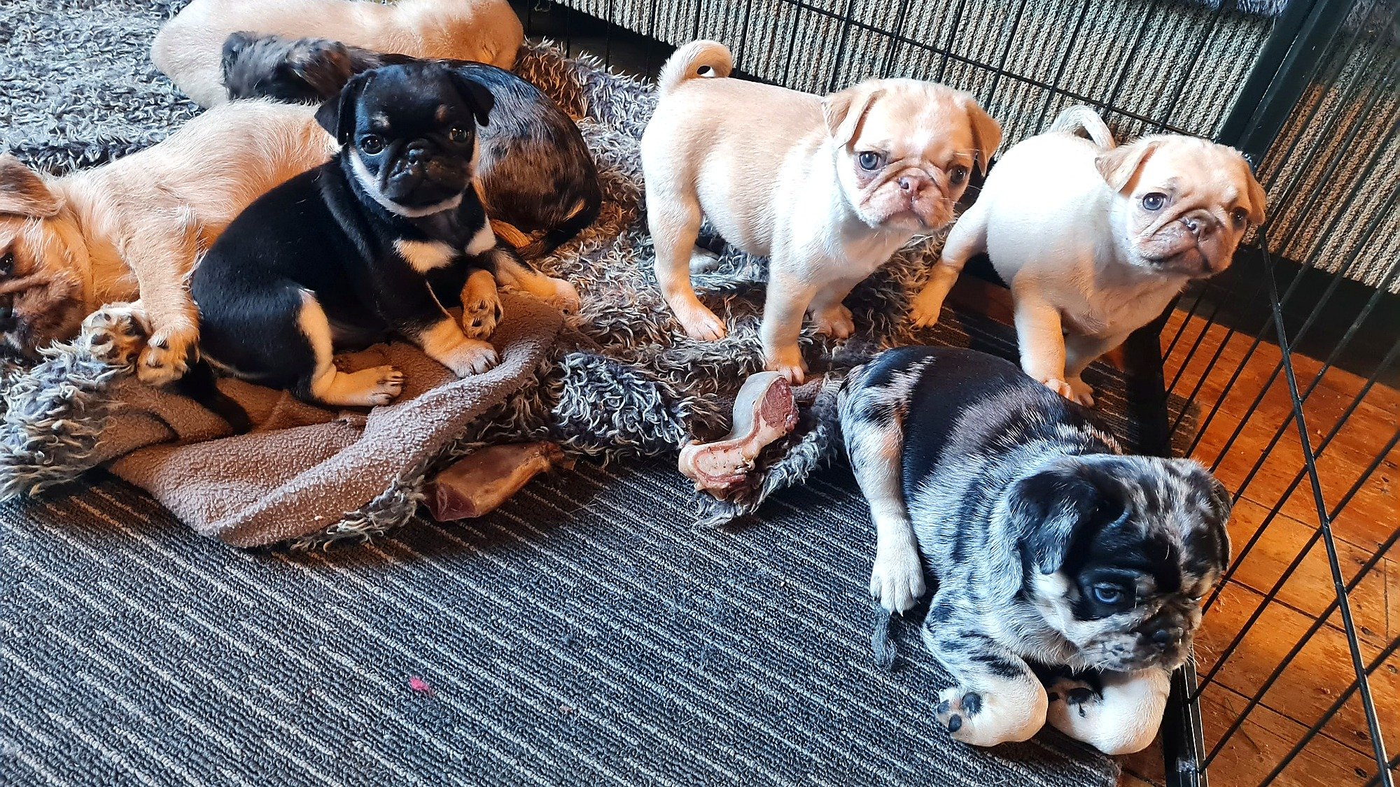 lek_coloured_pug_puppies_black_tan_chocolate_fawn_merle_waikato_nz.jpg