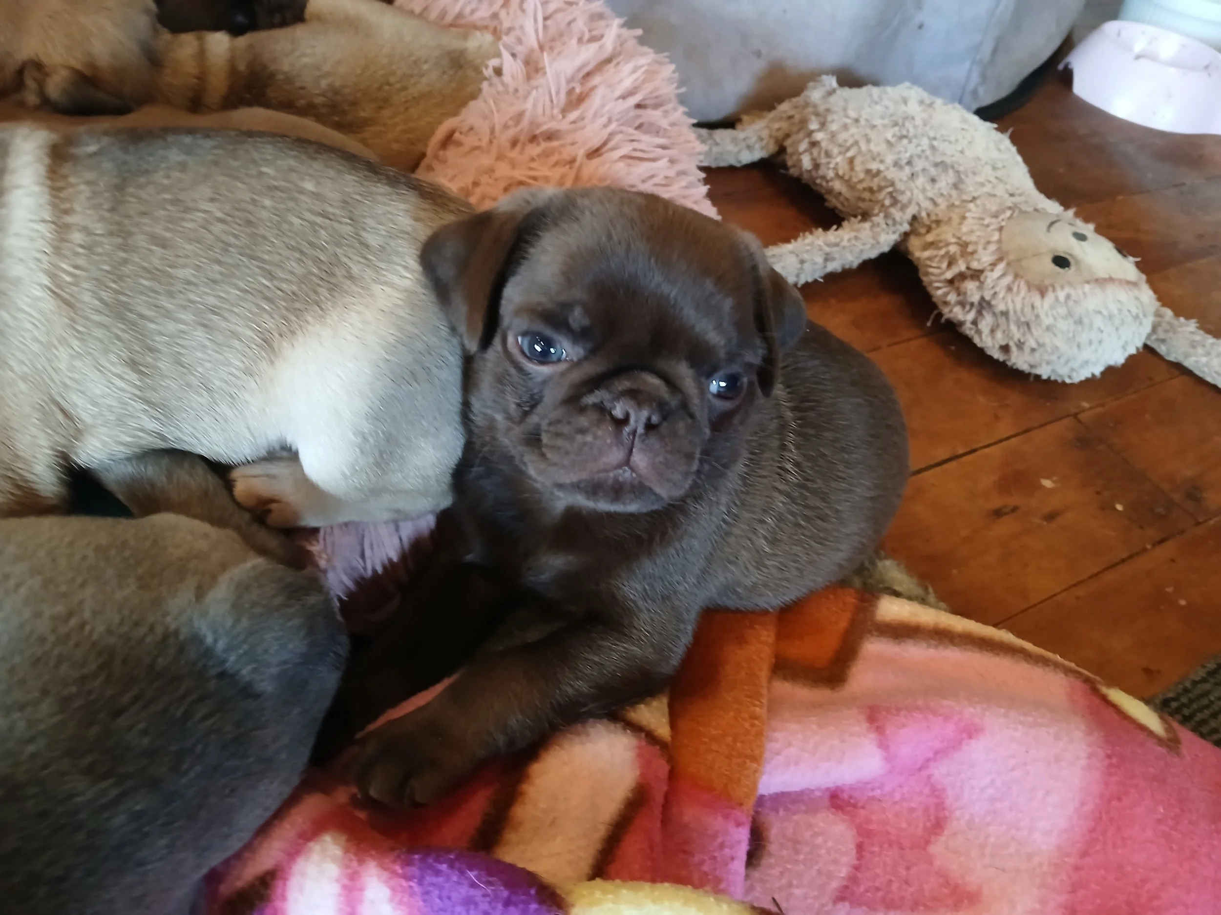 lek-chocolate-pug-puppy-for-sale-soft-toys-indigo-joe-fudge-litter-waikato-auckland-nz.jpg.jpg