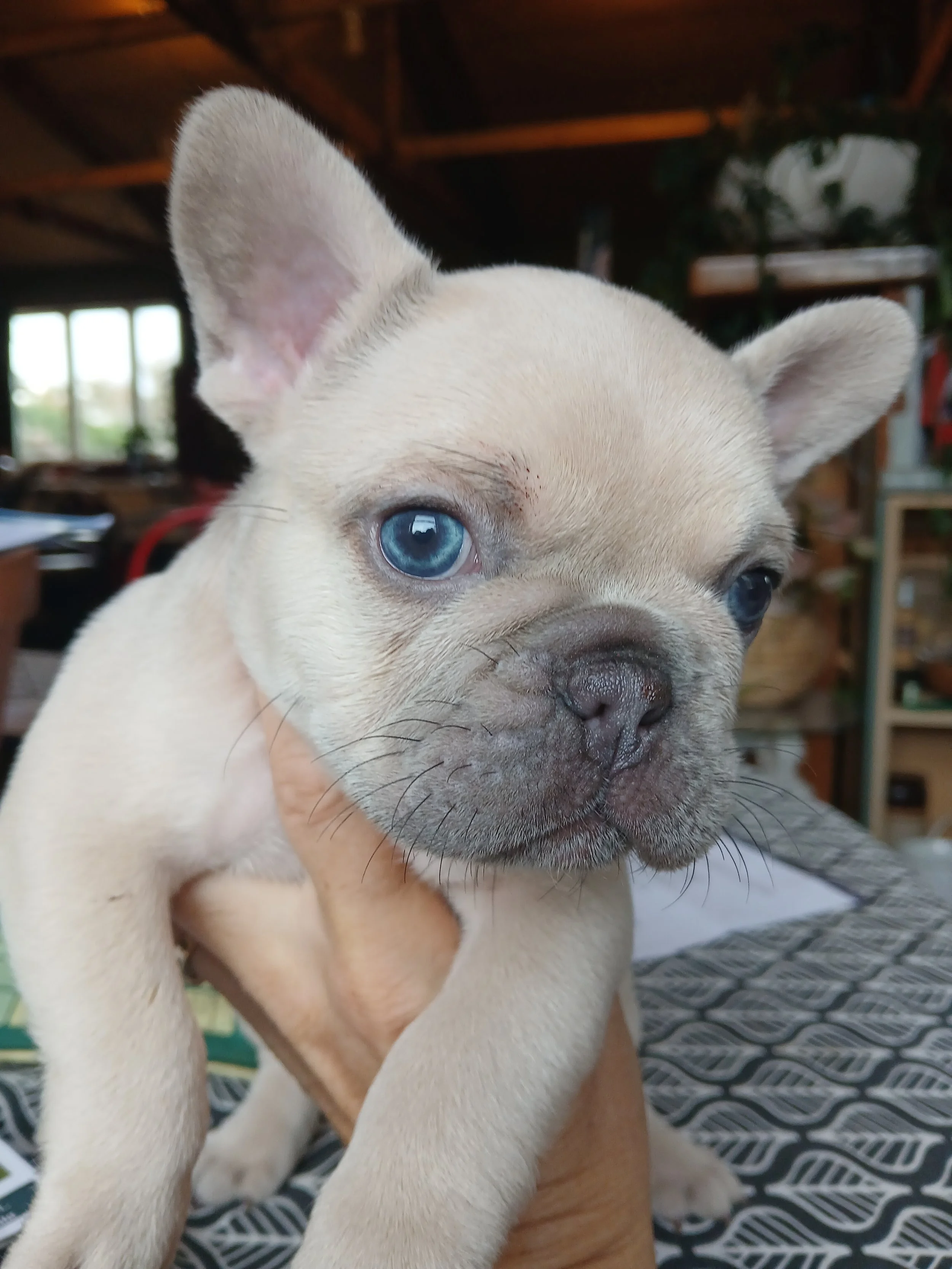 Honey Bea, a Lilac fawn coloured French Bulldog puppy bred by Le Epitome Kennels in Waikato, New Zealand, shown being held in a woman’s hand. Her soft pale coat gives her an almost polar-bear-like appearance. This puppy was previously available for s