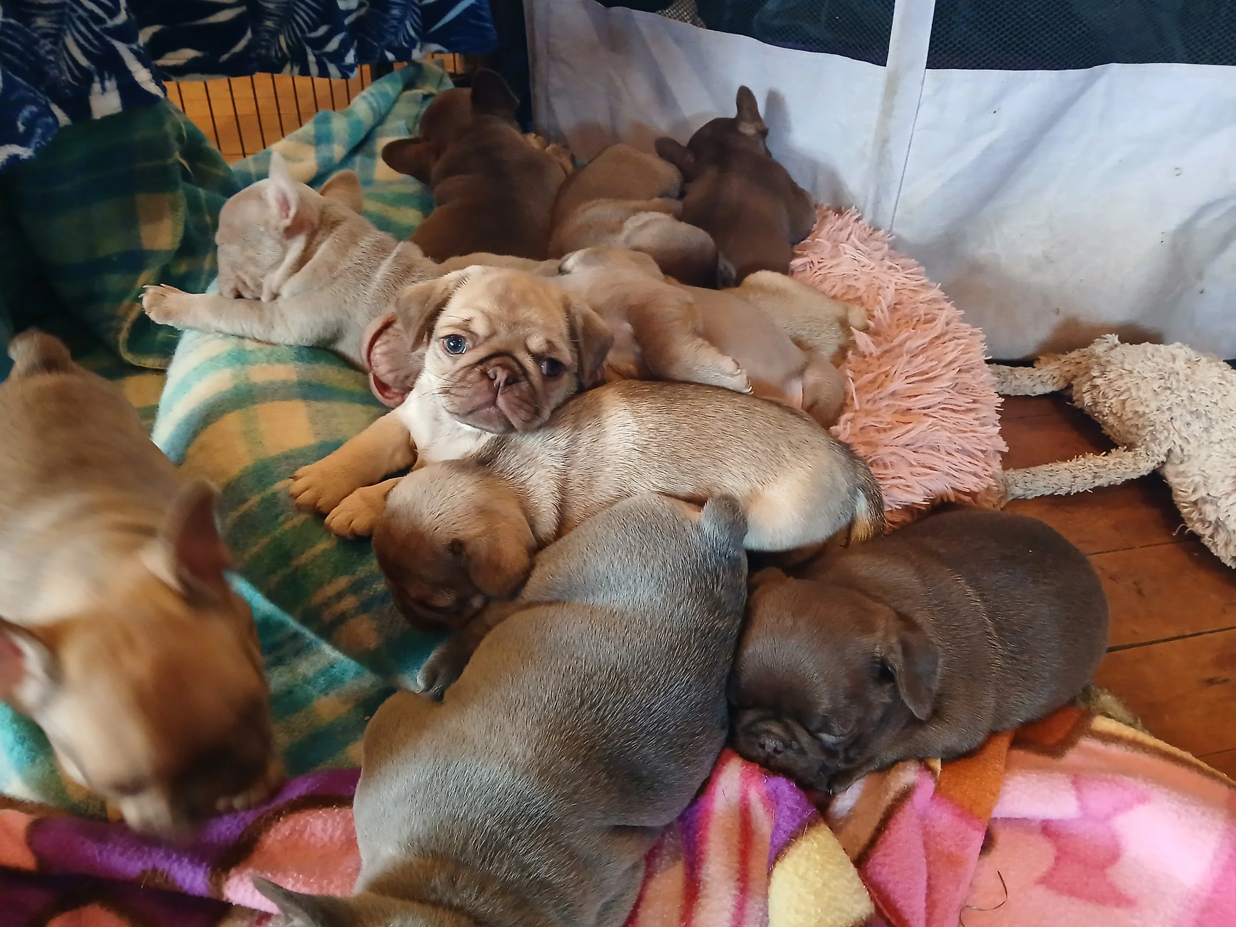 A group of coloured French Bulldog and Pug puppies from Le Epitome Kennels resting together on blankets, used for the Upcoming and Available Litters section for puppies for sale in Waikato, Auckland and throughout New Zealand.