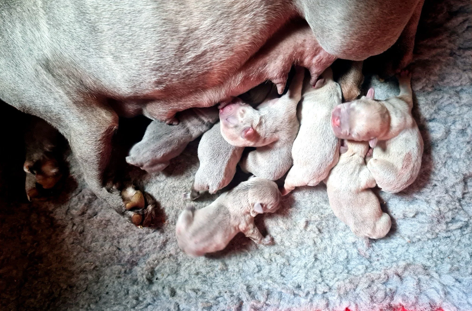 lek_waikato_newborn_french_bulldog_litter_nursing_with_dam.jpg
