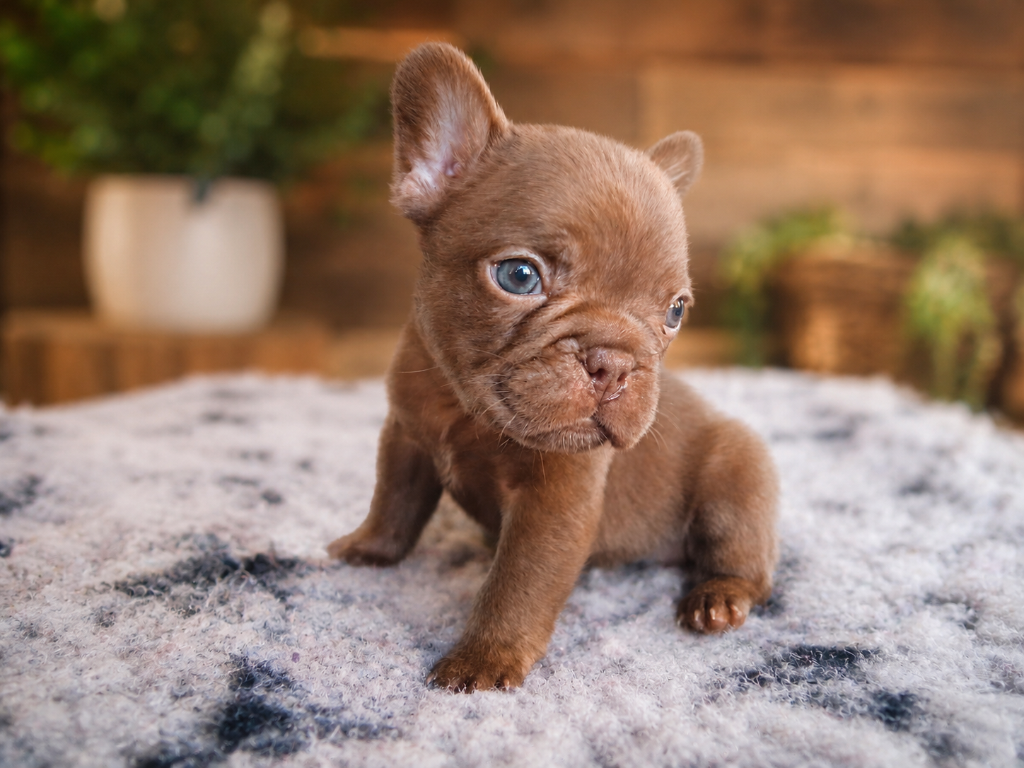 Rojo French Bulldog puppy from Le Epitome Kennels NZ