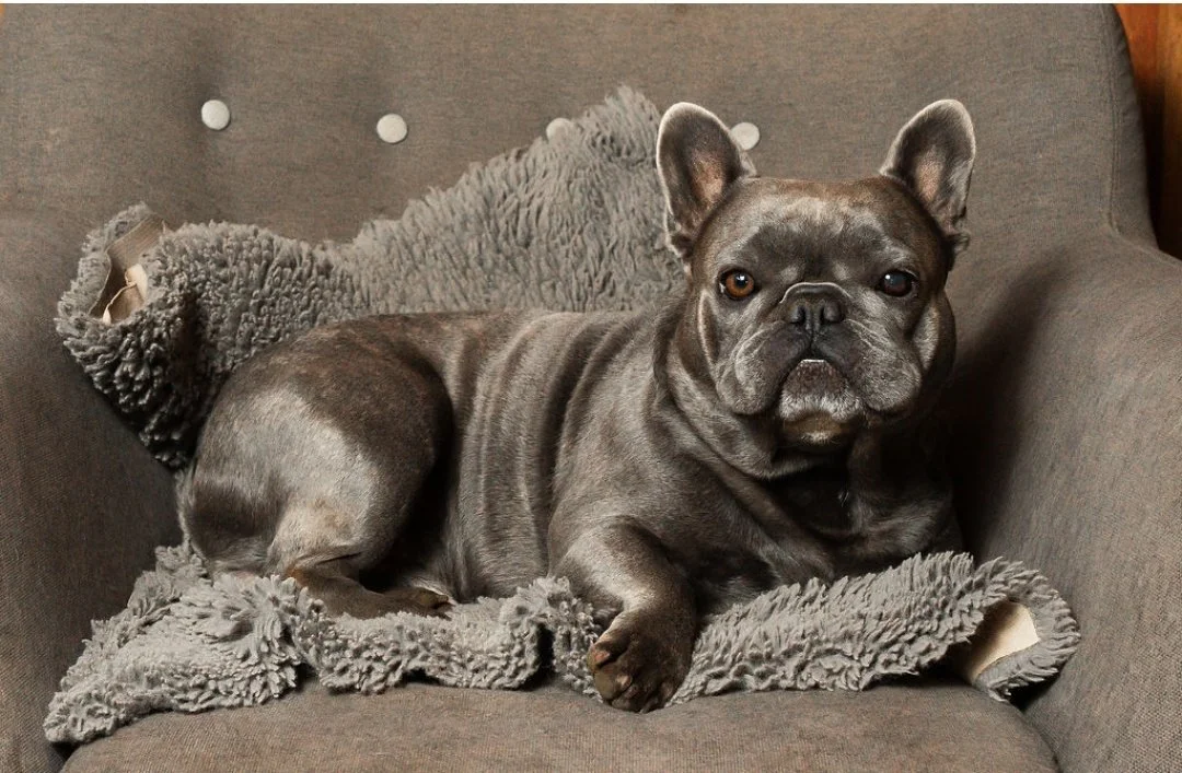 Pluto, a blue brindle French Bulldog stud dog from Le Epitome Kennels in Waikato, New Zealand, sitting on a grey armchair.