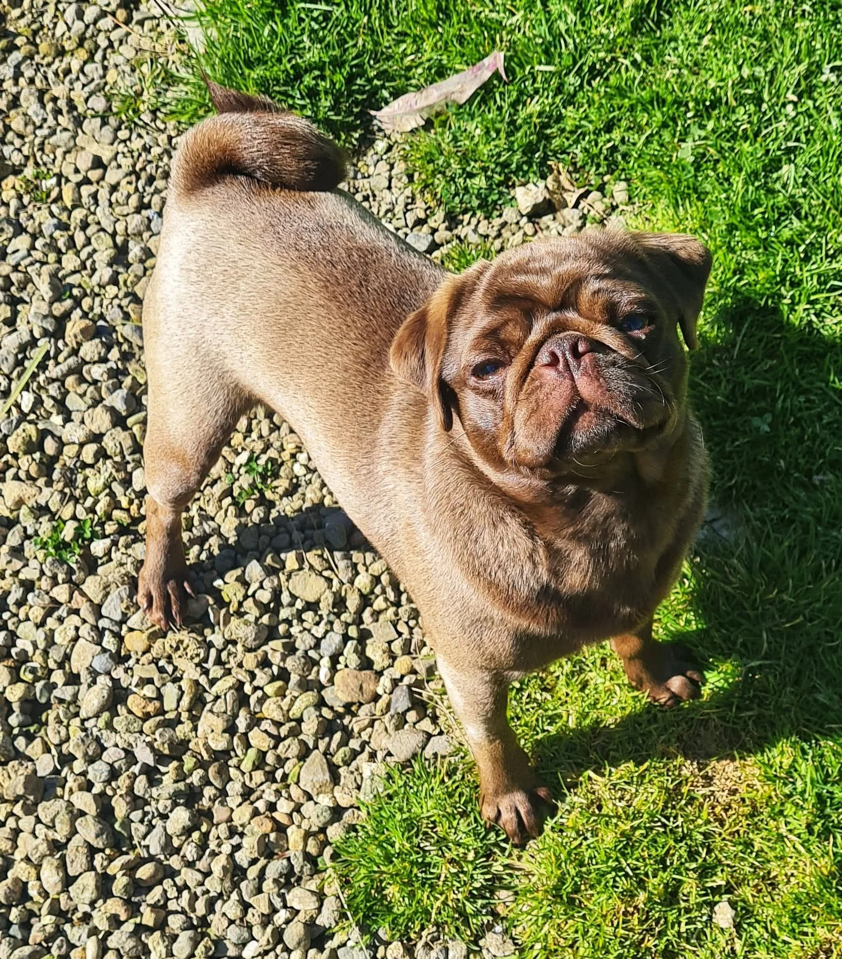 Coco, a chocolate Pug confirmed to carry blue, at Le Epitome Kennels in Waikato