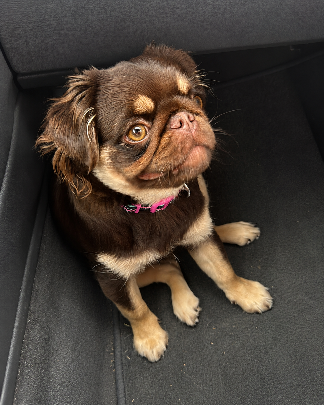 A small brown and tan dog, possibly a French Bulldog, sitting on a black car floor, looking up with a cute expression.