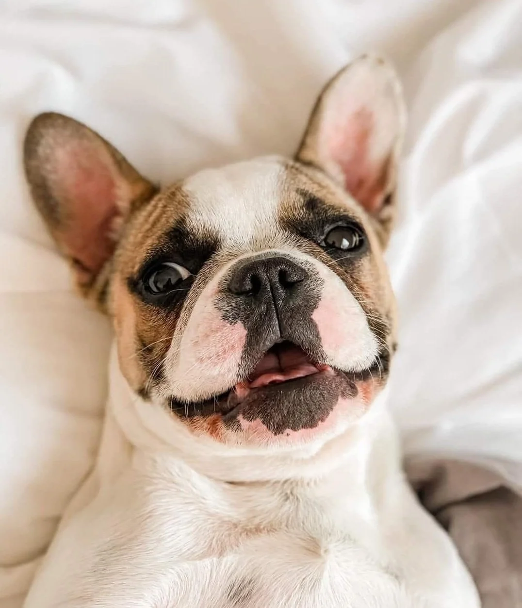 A close-up of an adorable French Bulldog puppy lying on a white blanket, smiling with its tongue slightly visible.