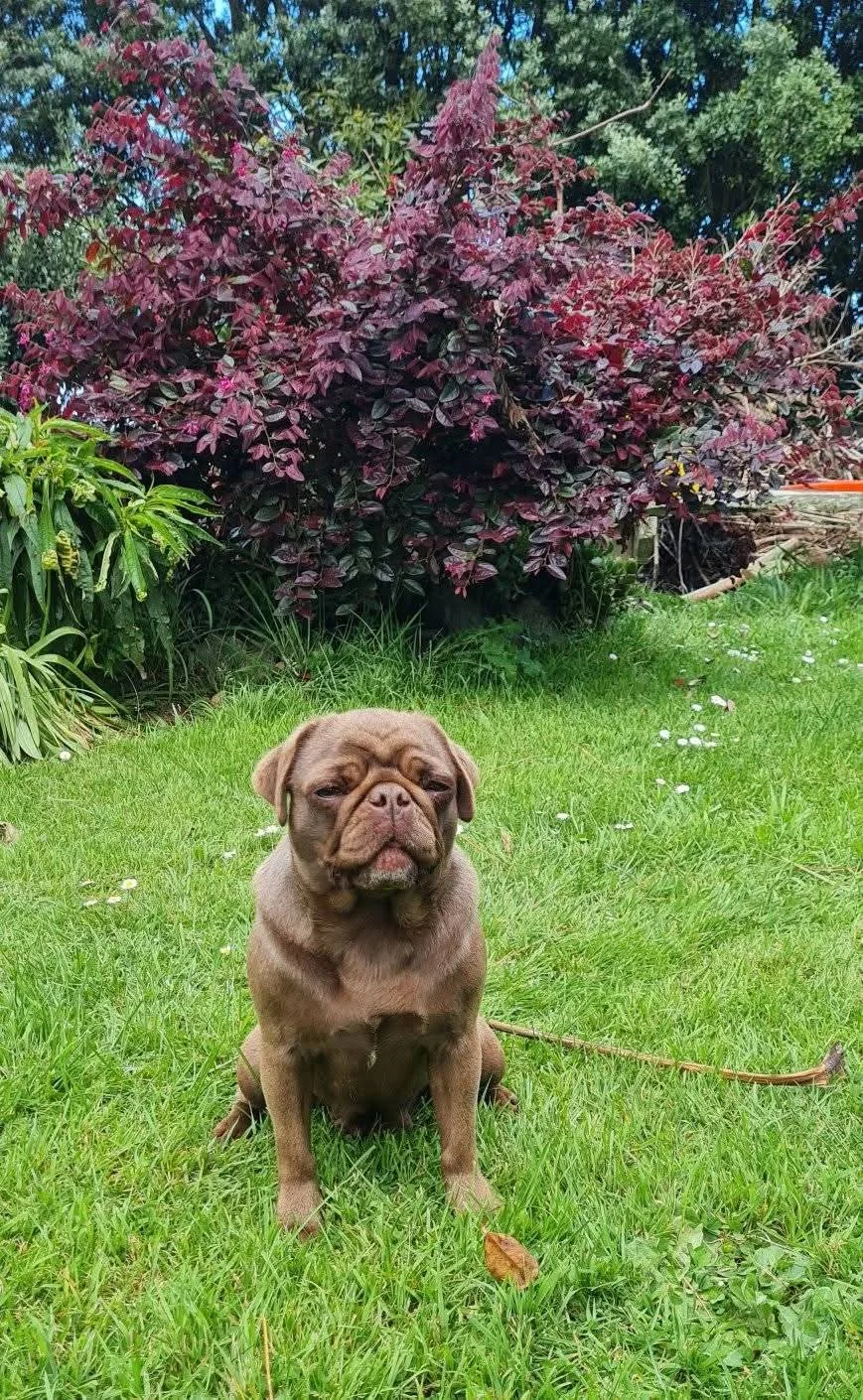 Fudge Sitting On The Grass.jpg