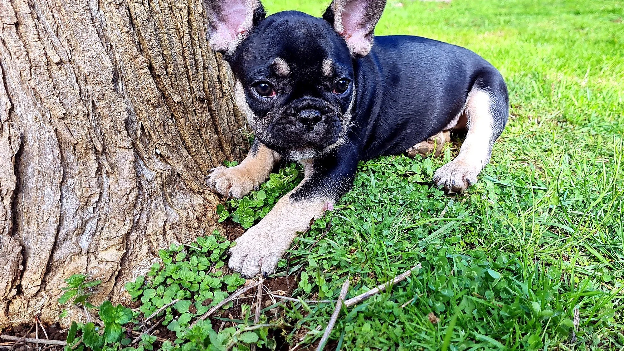 lek_waikato_jasmine_black_and_tan_french_bulldog_former_dam_garden.jpg