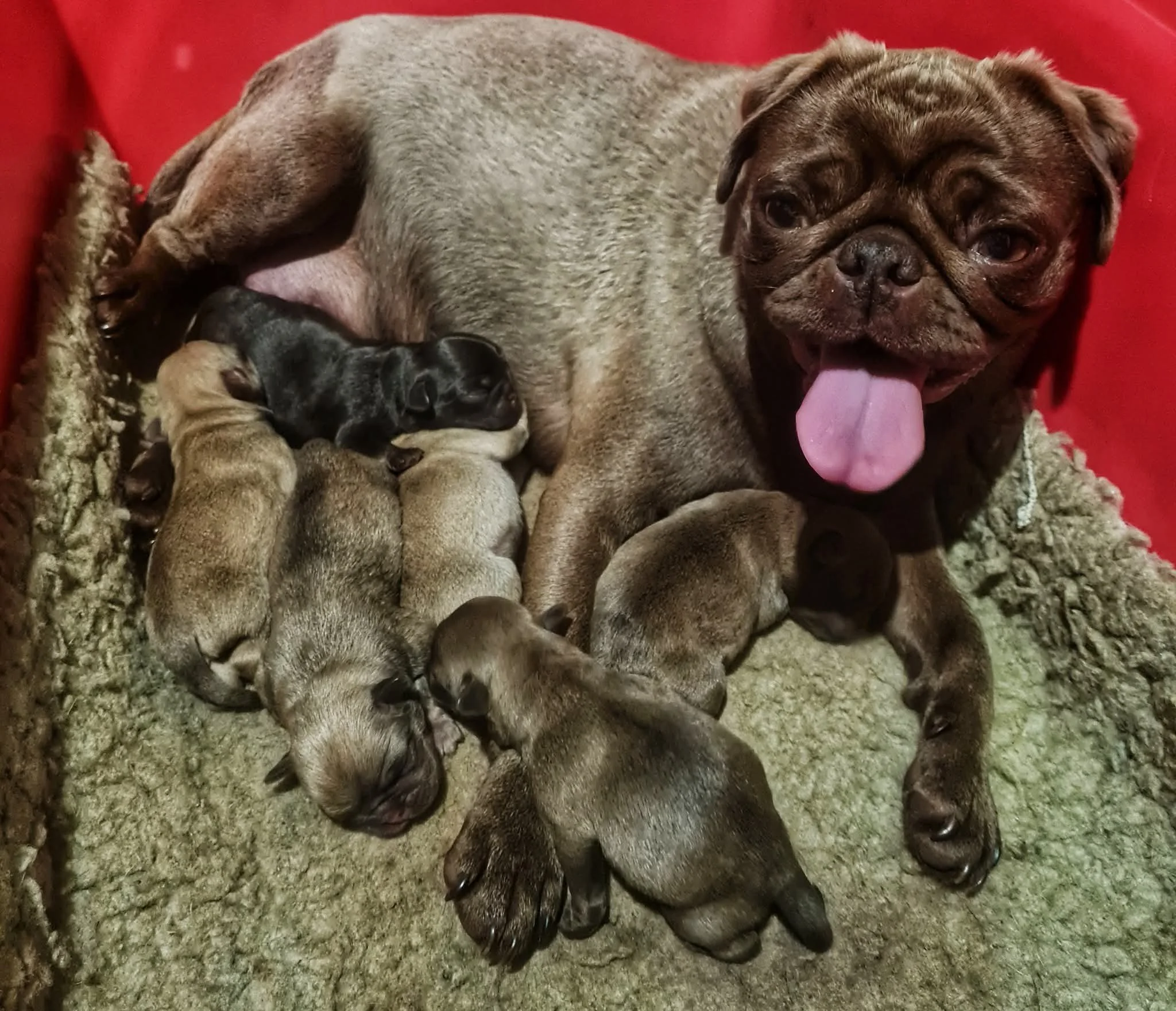 A beautiful litter of chocolate coloured Pug puppies bred by Le Epitome Kennels in Waikato, New Zealand, nursing from their mother Coco inside a red crate on a cosy blanket.