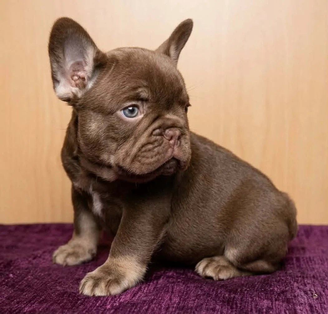 Rojo and tan French Bulldog puppy bred by Le Epitome Kennels in Waikato, New Zealand, shown standing on a purple rug. This puppy was previously available for sale and is now sold.