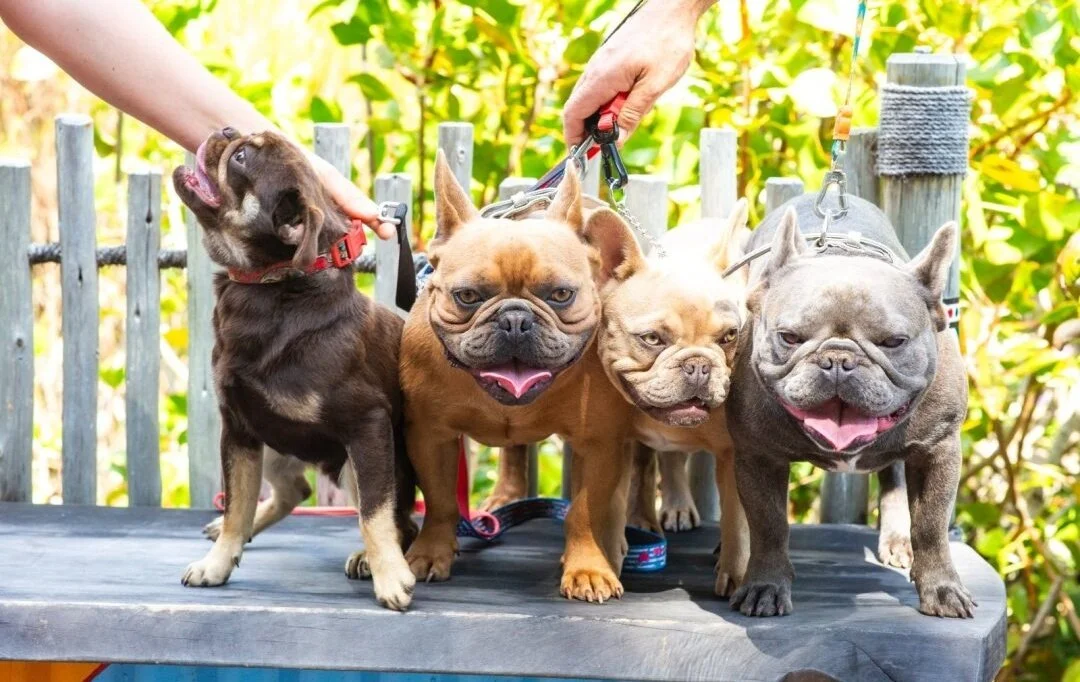 Four coloured French Bulldogs from the Le Epitome Kennels breeding programme in Waikato, New Zealand, pictured together outdoors and showcasing chocolate, fawn, cream, and blue colour lines.