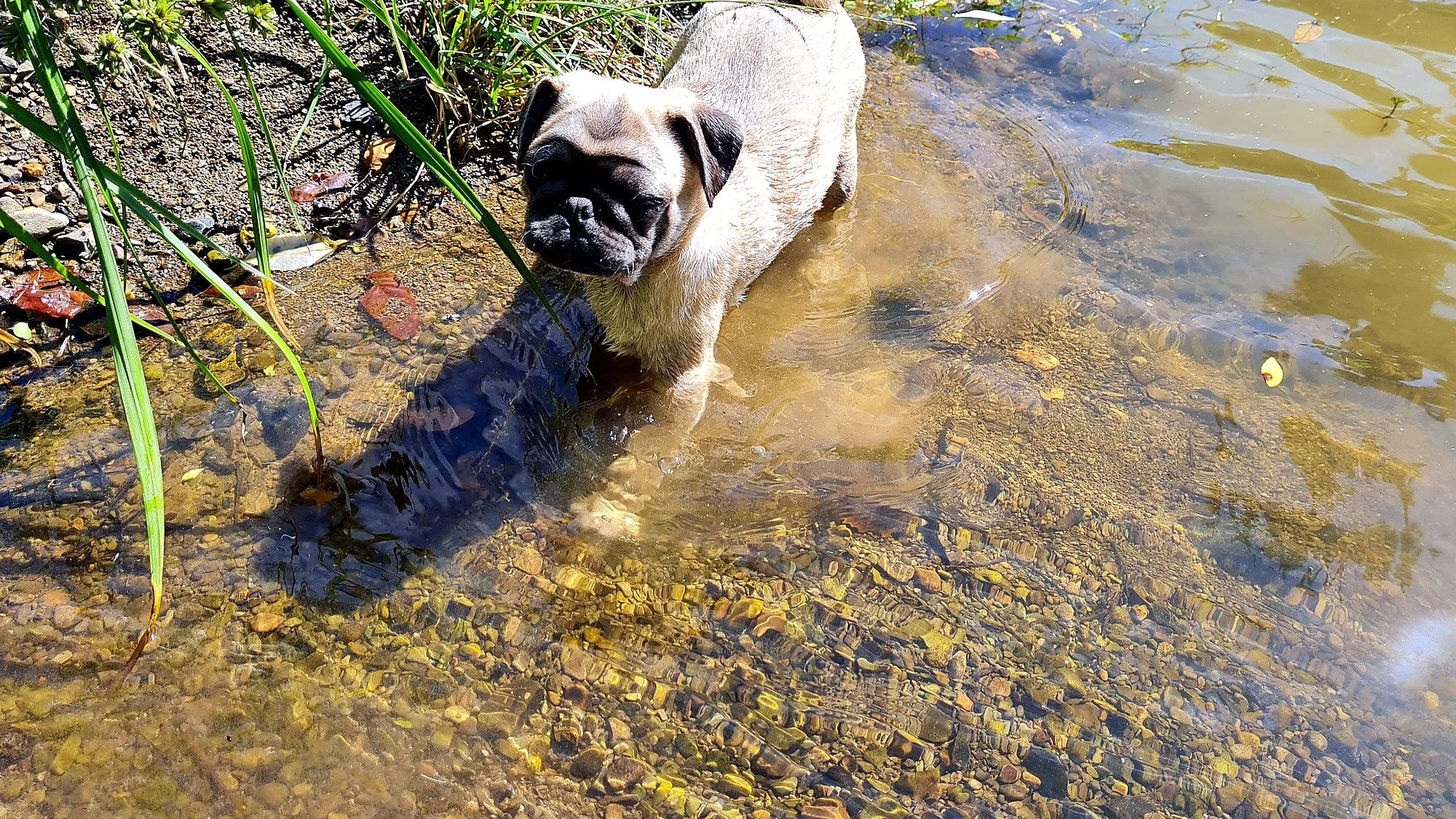 lek_waikato_fawn_pug_puppy_water_play.jpg