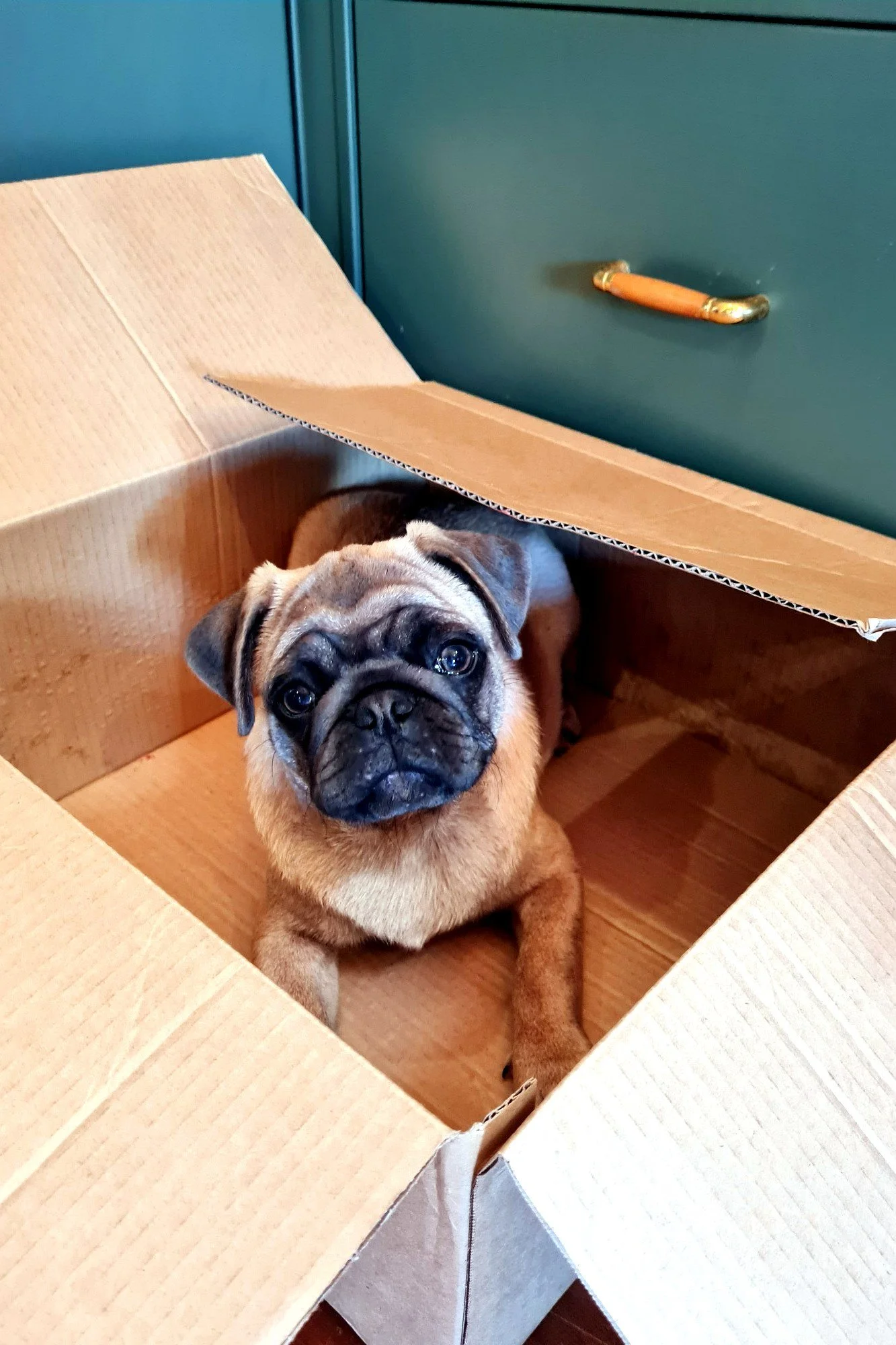 lek_waikato_storm_fawn_pug_stud_dog_box.jpg