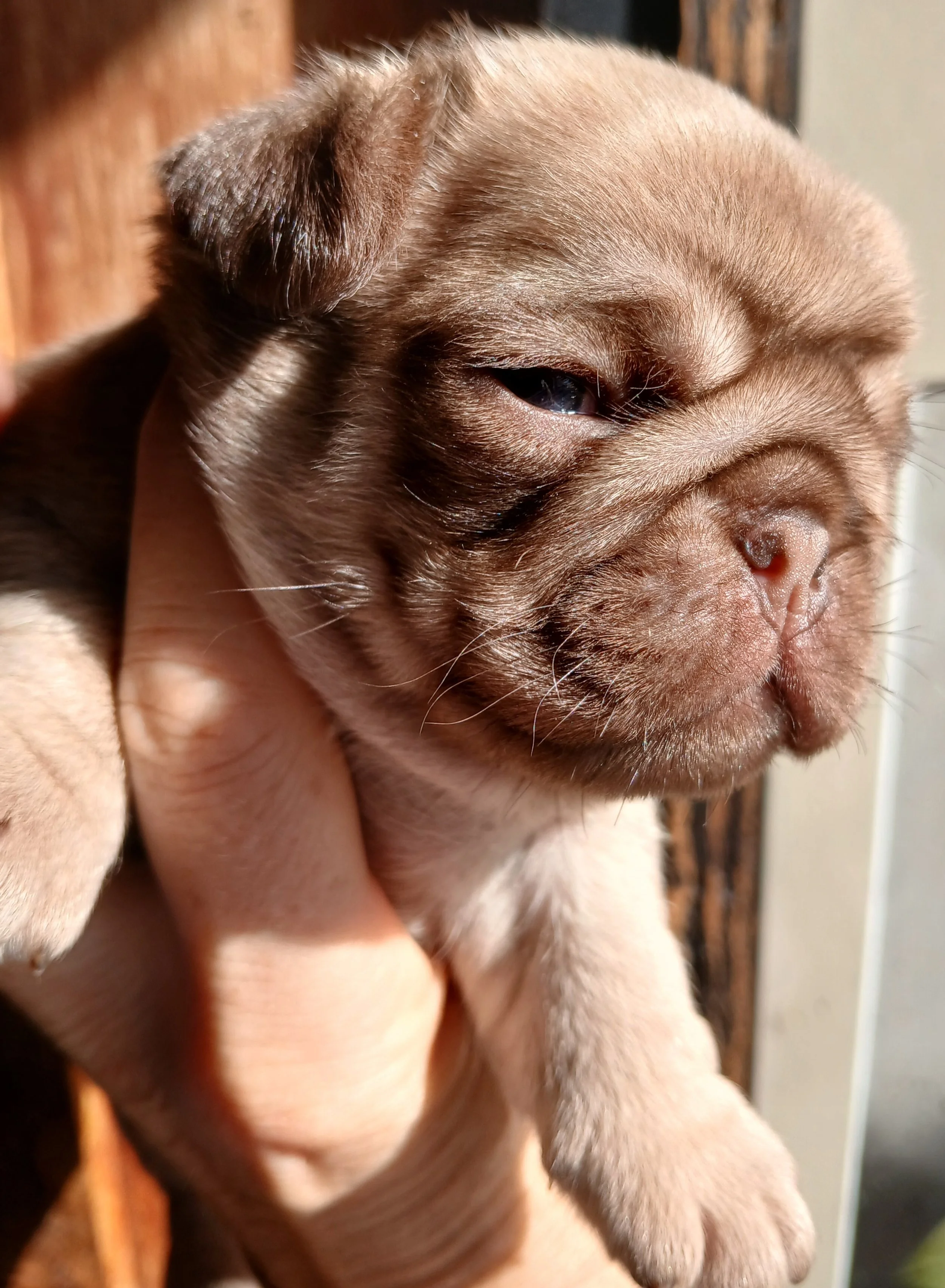Chocolate Fawn Pug Puppy for sale now sold by Le Epitome Kennels